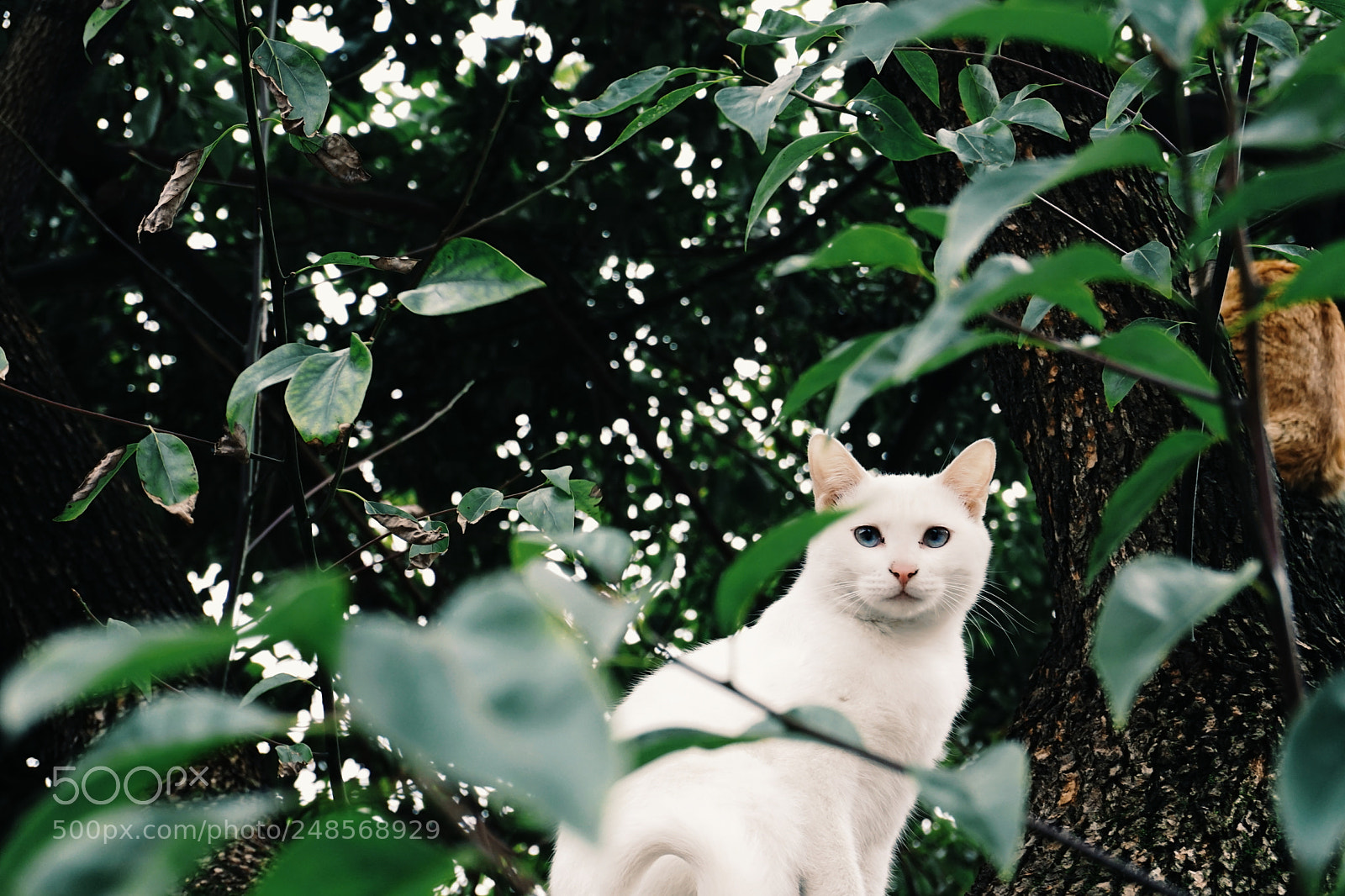 Sony a6000 sample photo. Cat photography