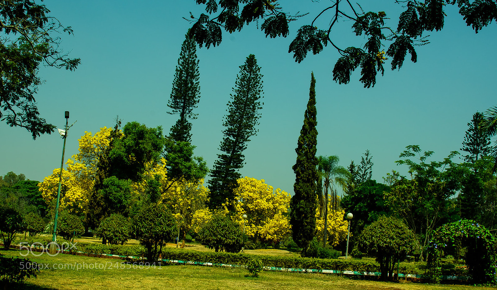 Nikon D810 sample photo. Yellow tabebuias of mysore photography