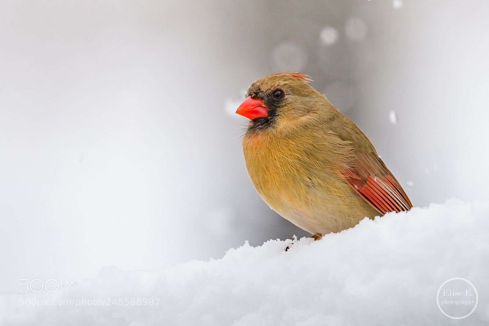 Canon EOS 6D Mark II sample photo. Cardinal photography