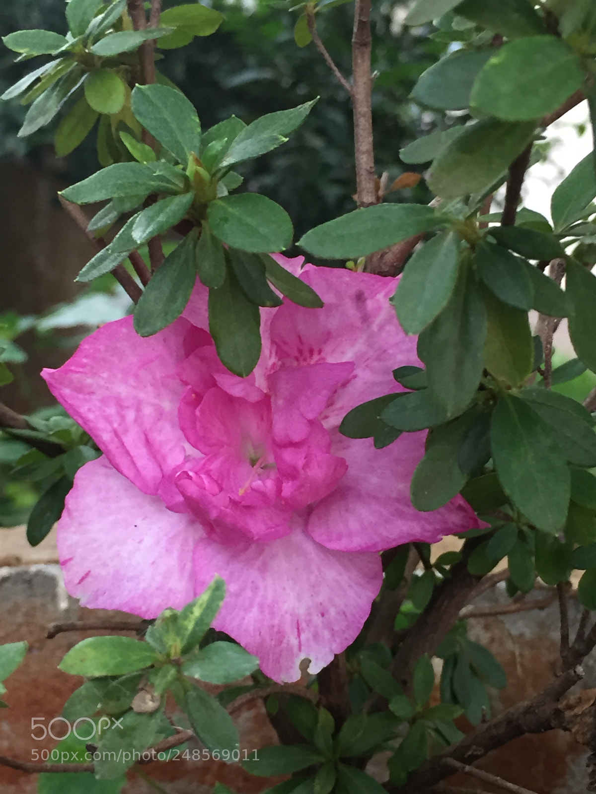 Apple iPhone 6 sample photo. Untitled photography
