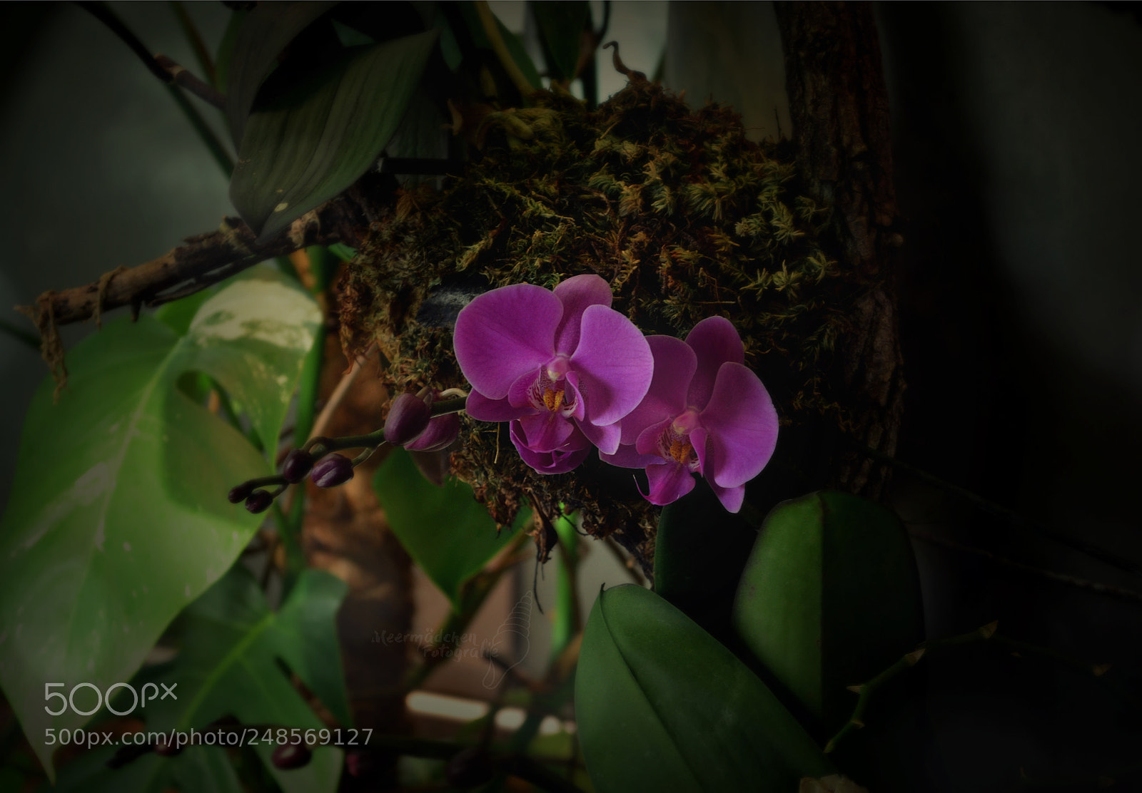 Nikon D5100 sample photo. Orchid photography
