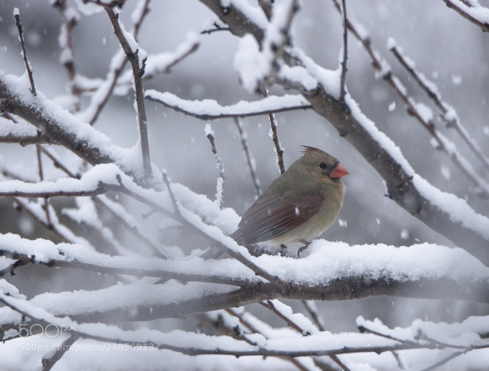 Canon EOS 80D sample photo. Cardinal looking for shelter photography