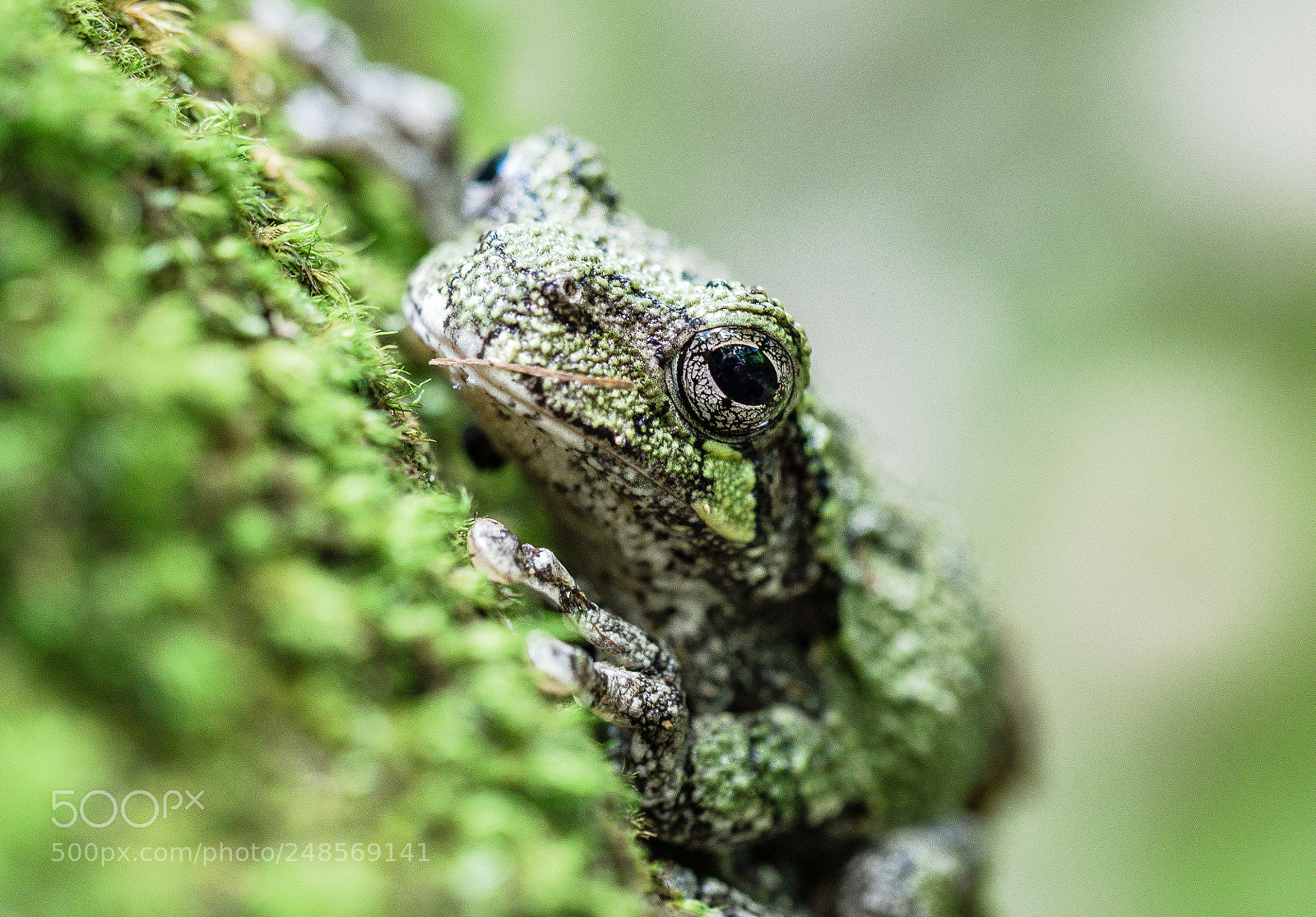 Olympus OM-D E-M1 sample photo. Grey tree frog photography
