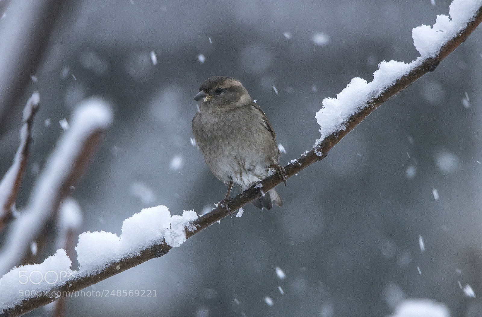 Canon EOS 80D sample photo. Sparrow in the snow photography