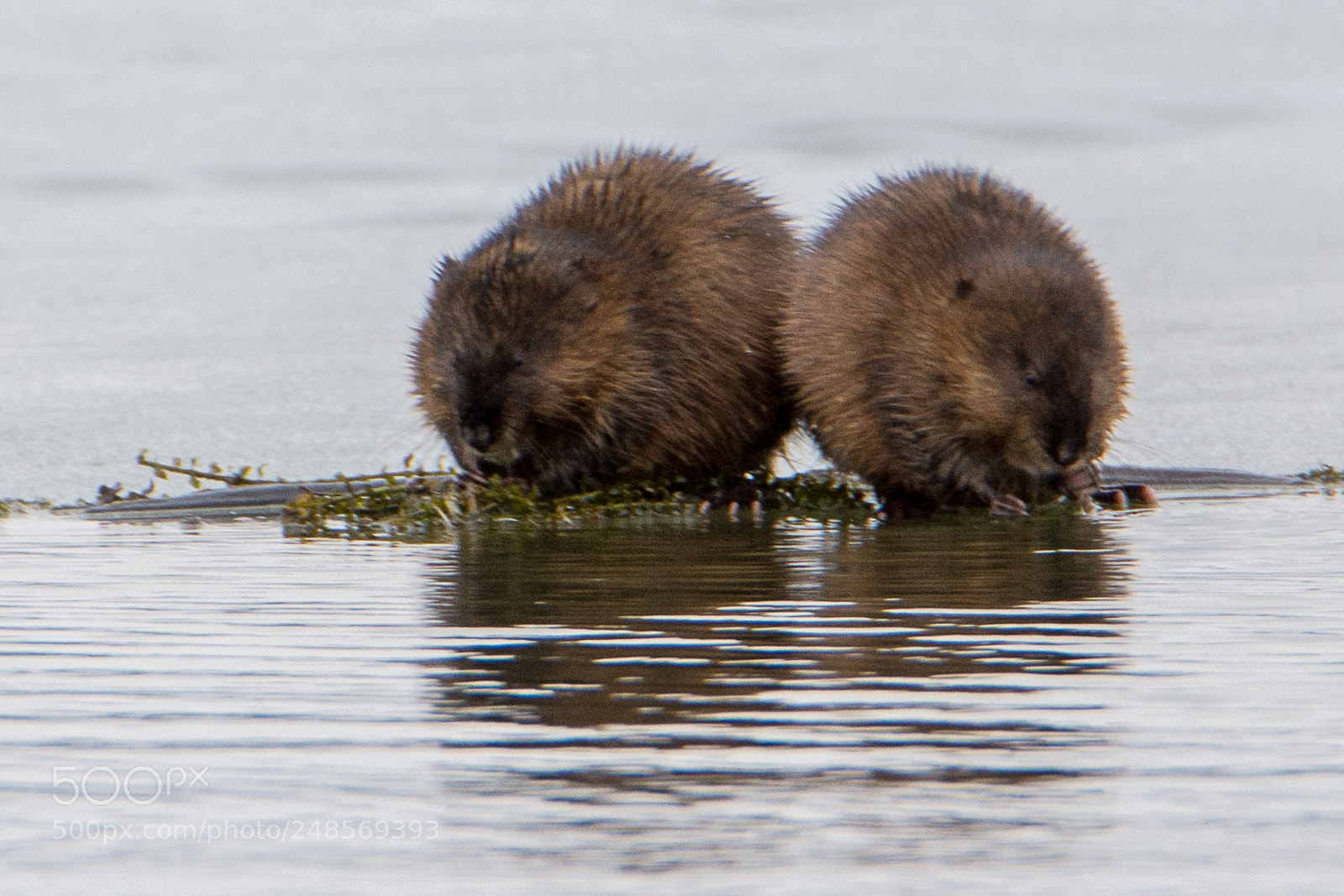 Nikon D7100 sample photo. Muskrats photography