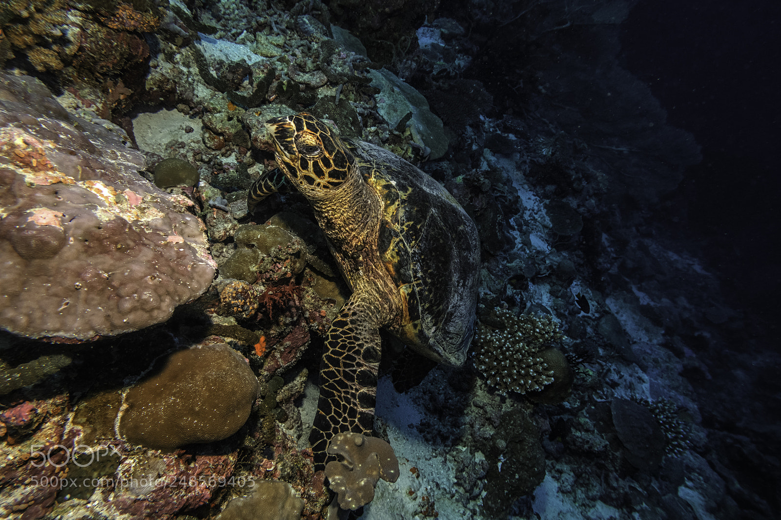 Canon PowerShot G7 X Mark II sample photo. Underwater photography