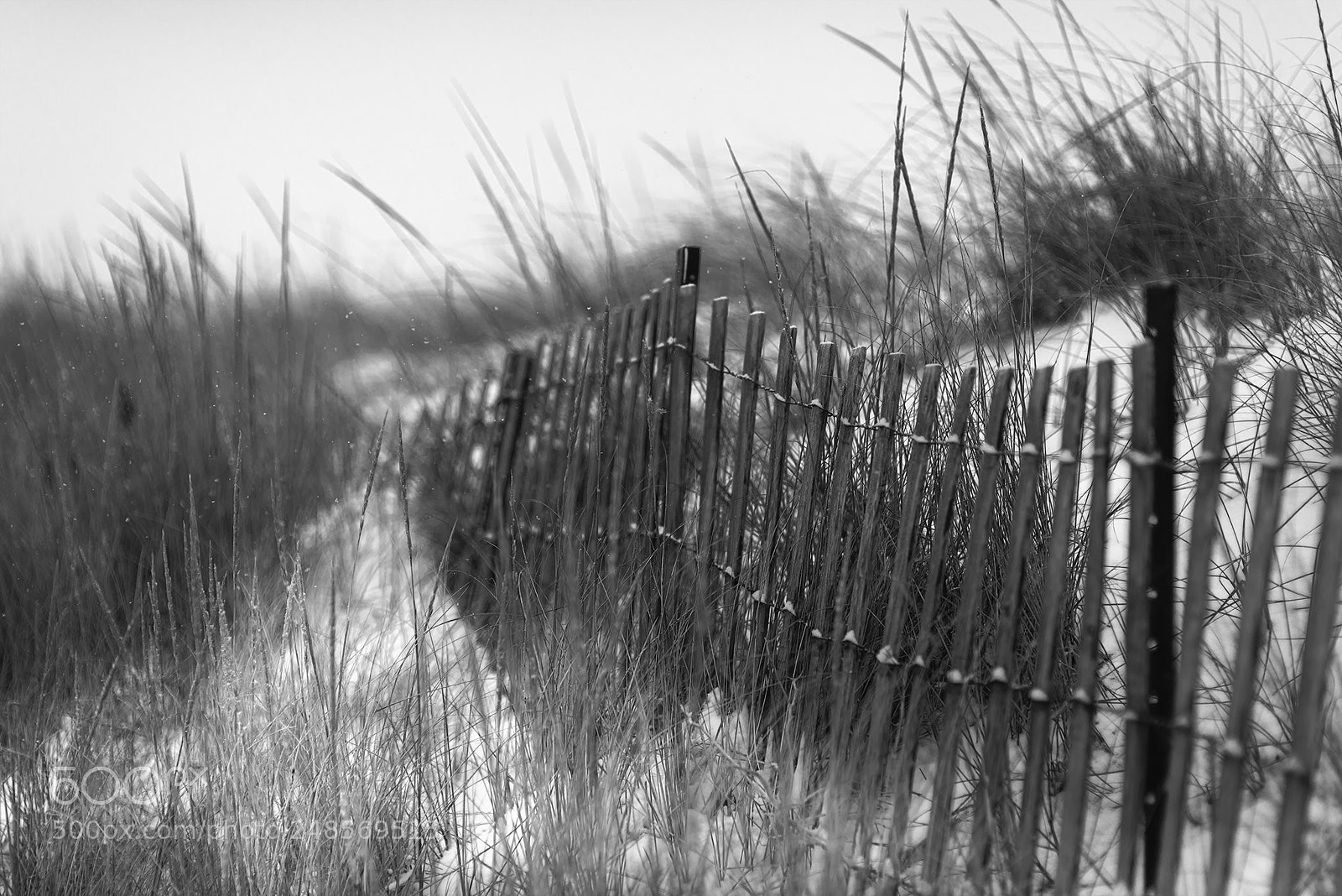 Nikon D610 sample photo. Sand fence dalvay snow photography