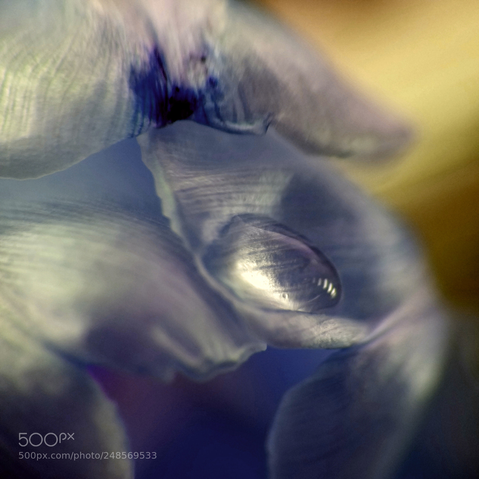 Samsung Galaxy S7 Edge sample photo. Abstract macro photography