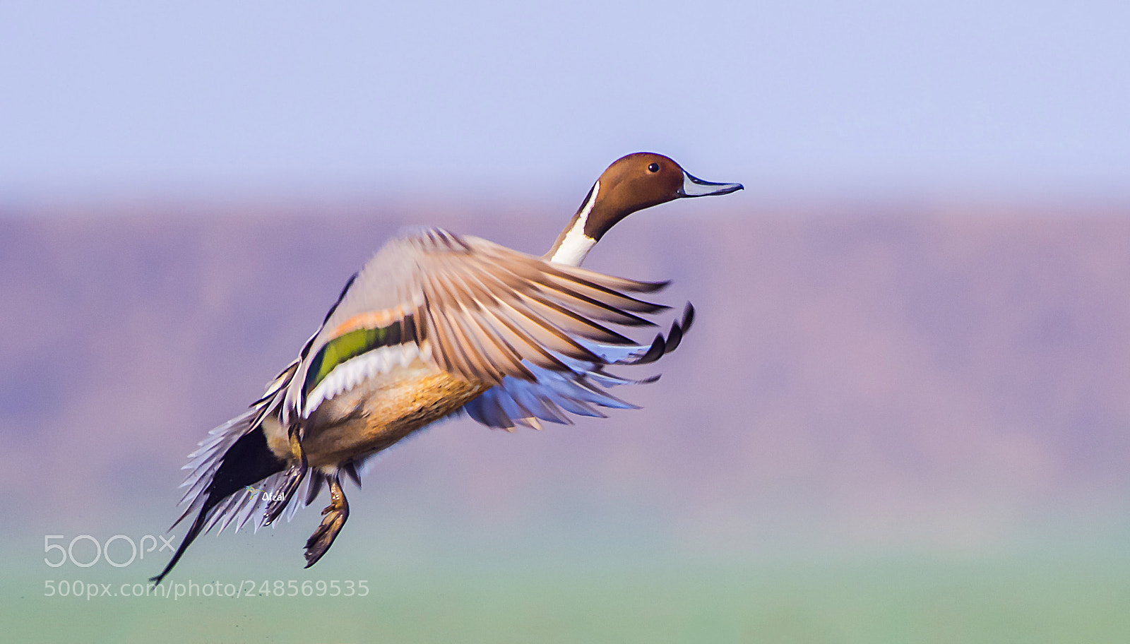 Nikon D500 sample photo. Take-off….. photography