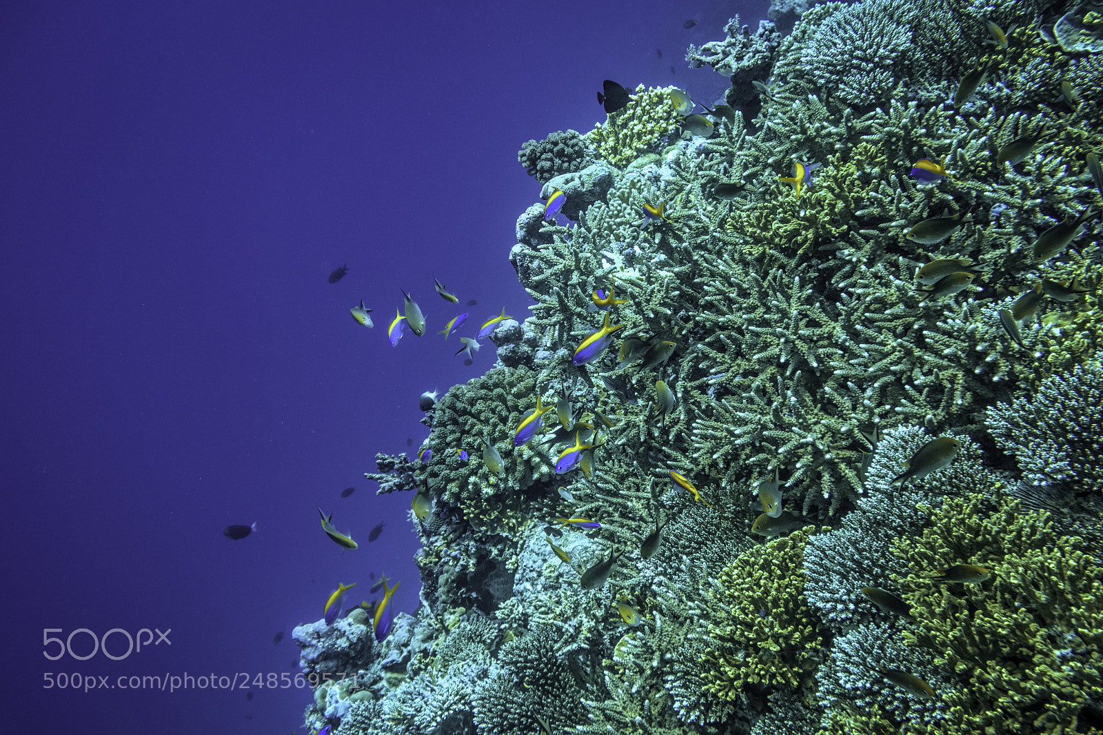Canon PowerShot G7 X Mark II sample photo. Dive side photography