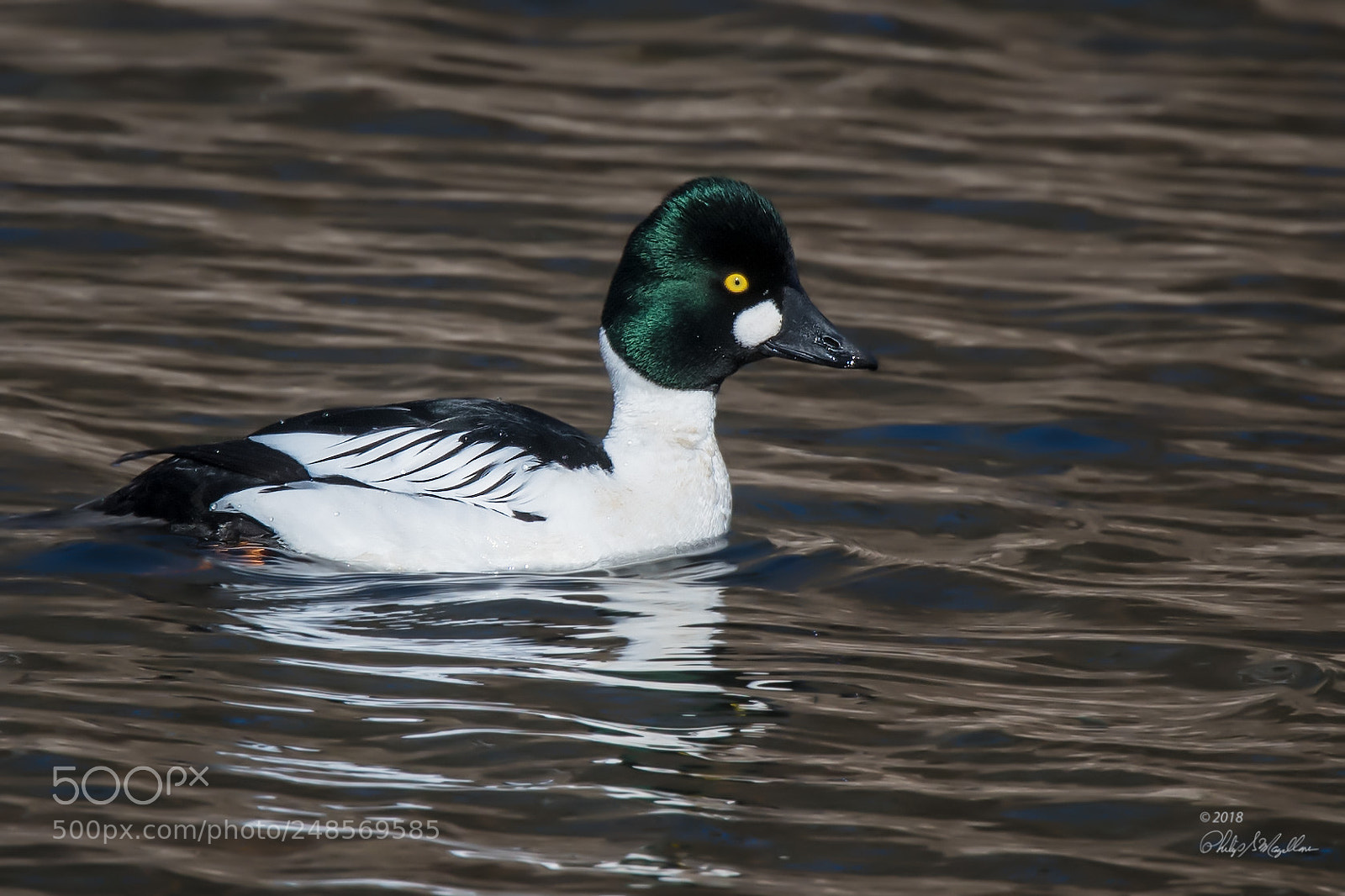Nikon D500 sample photo. Common goldeneye drake photography