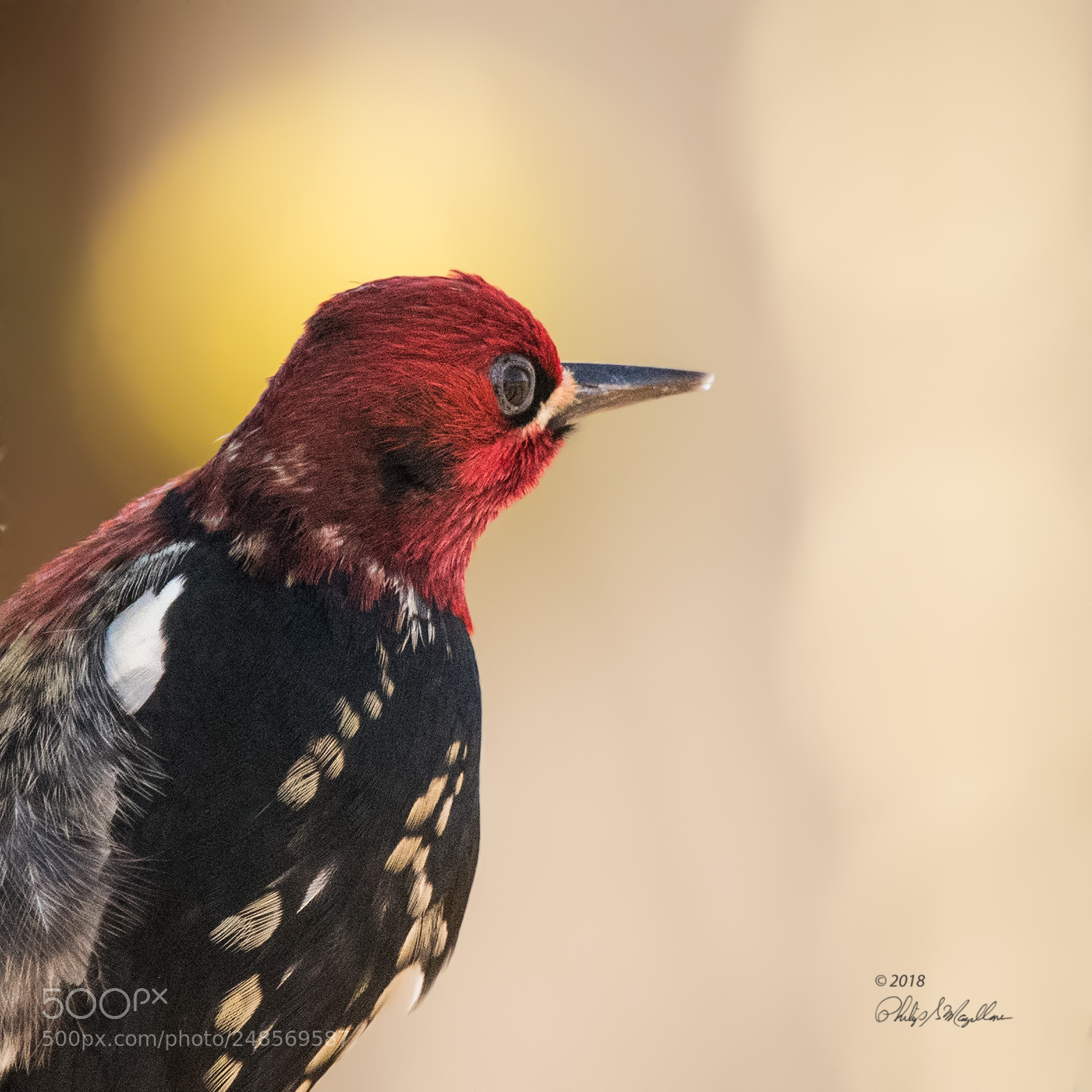 Nikon D500 sample photo. Red breasted sapsucker gazing photography