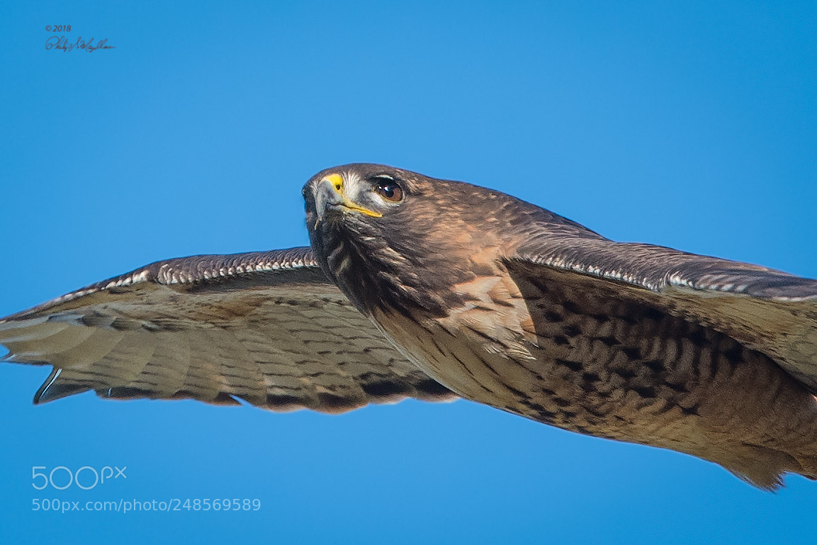 Nikon D500 sample photo. Red tailed hawk in photography