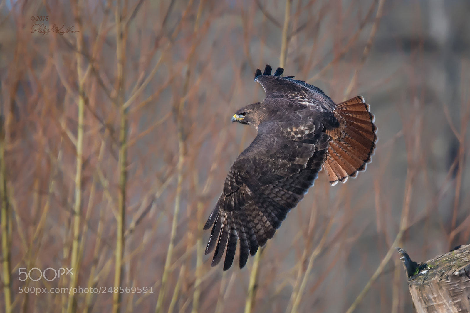 Nikon D500 sample photo. Red tailed hawk leaving photography