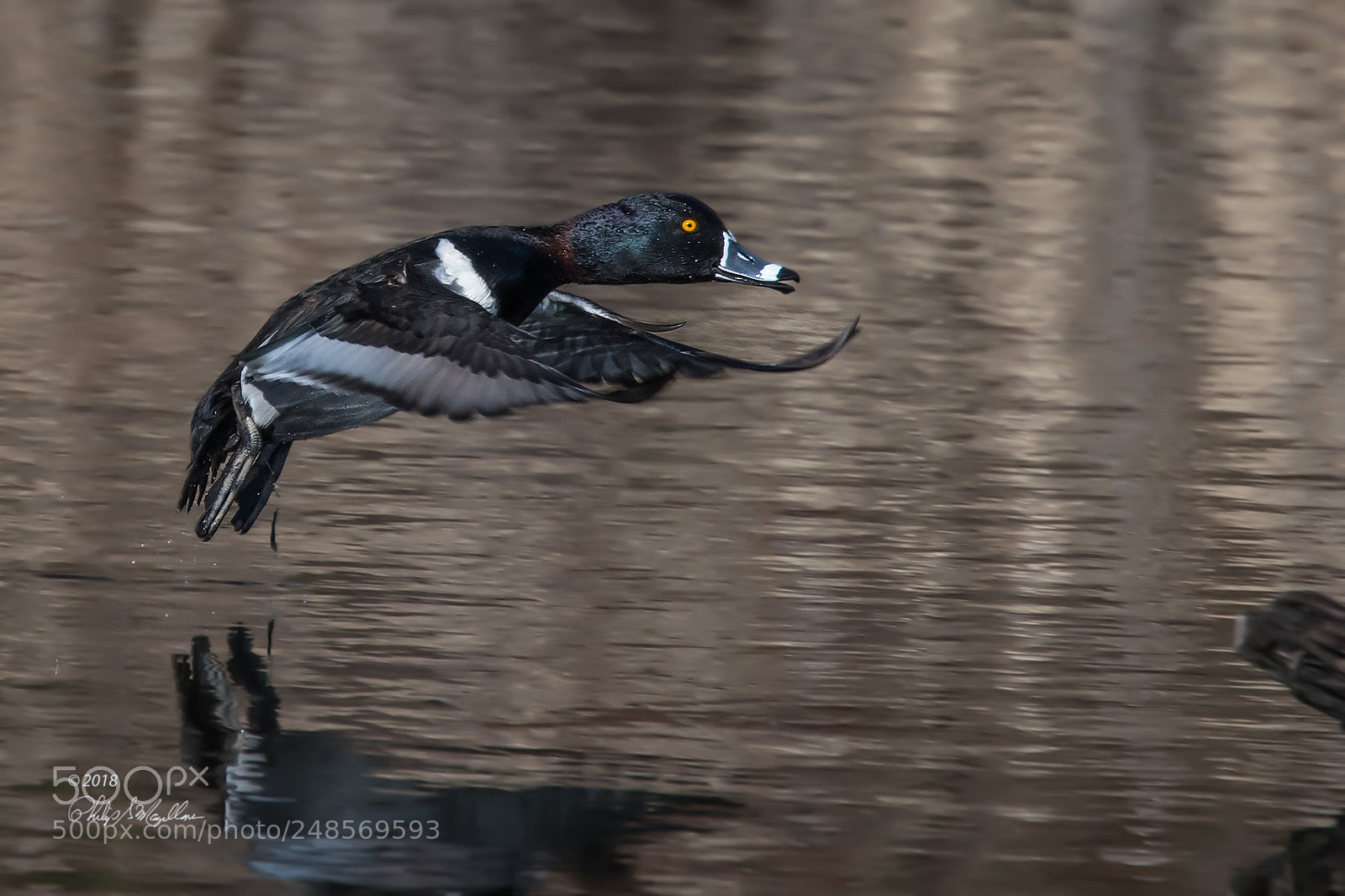 Nikon D500 sample photo. Ring necked duck landing photography