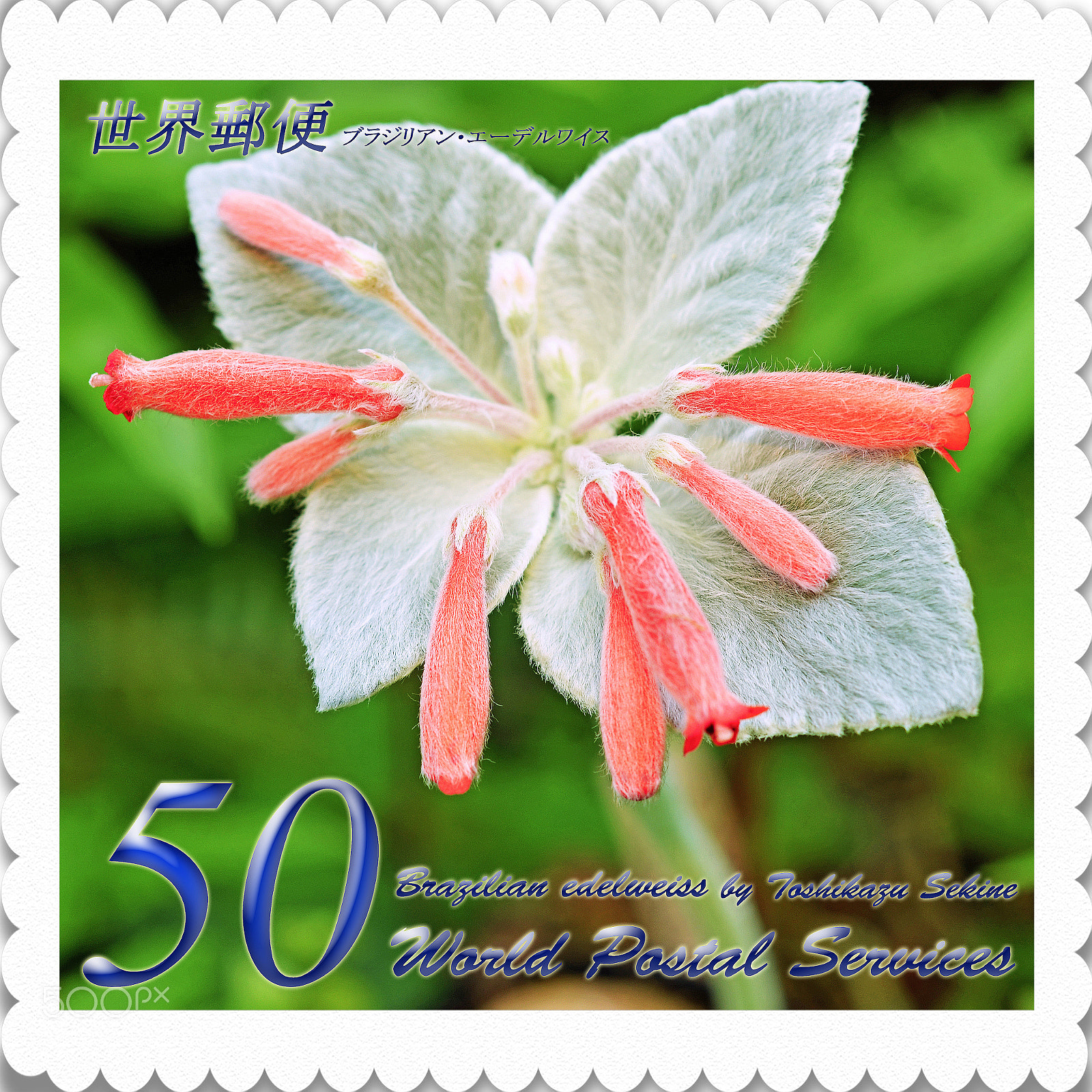 Nikon D800E sample photo. Brazilian edelweiss photography
