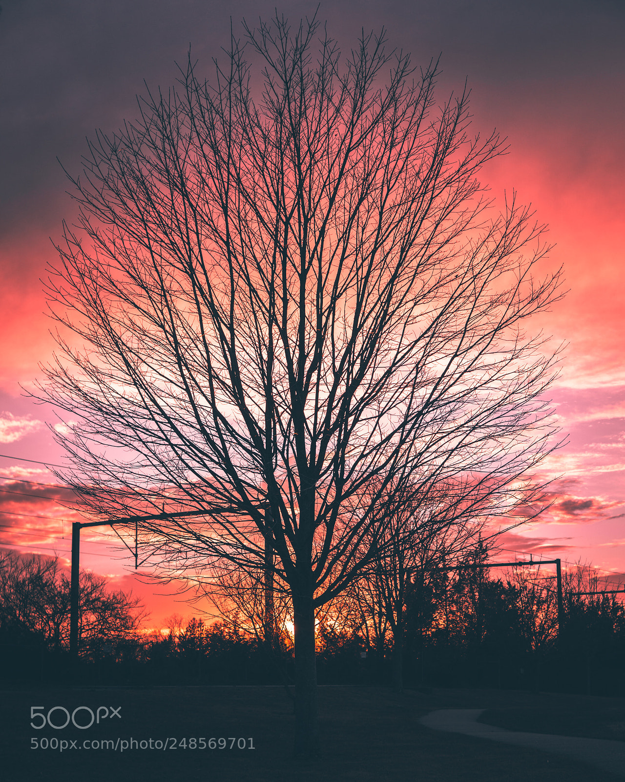 Sony a6000 sample photo. Tree by the sunset photography