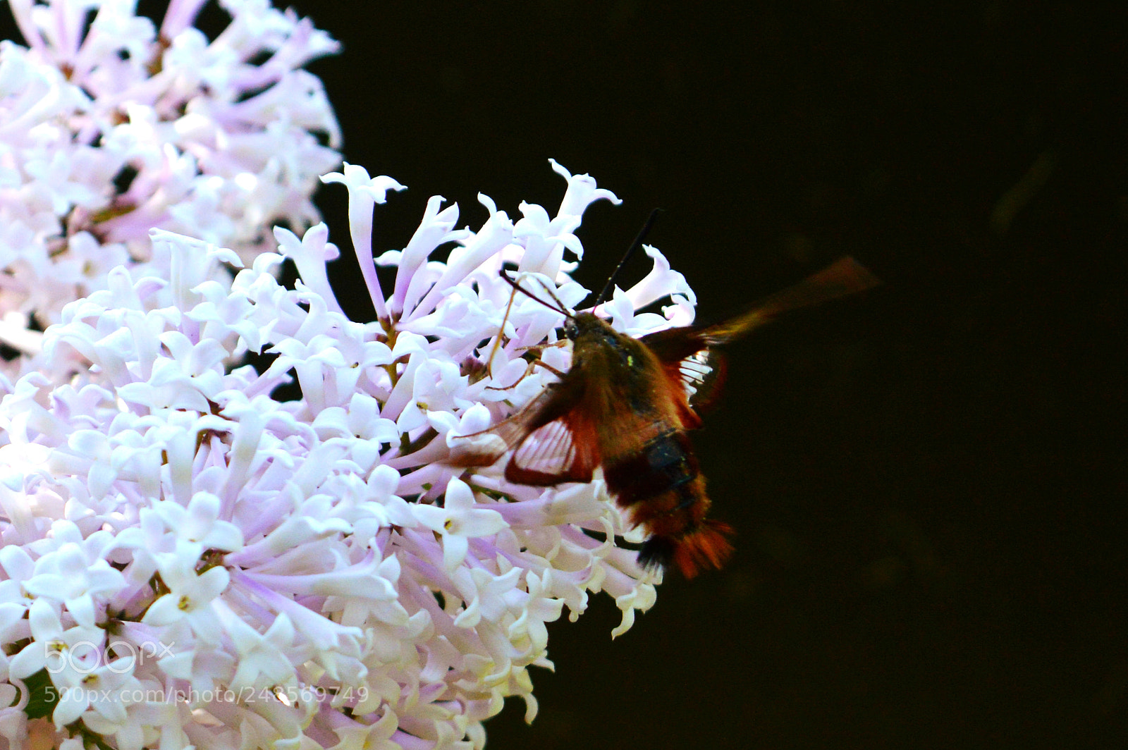 Nikon D3200 sample photo. Clear winged hummingbird moth photography