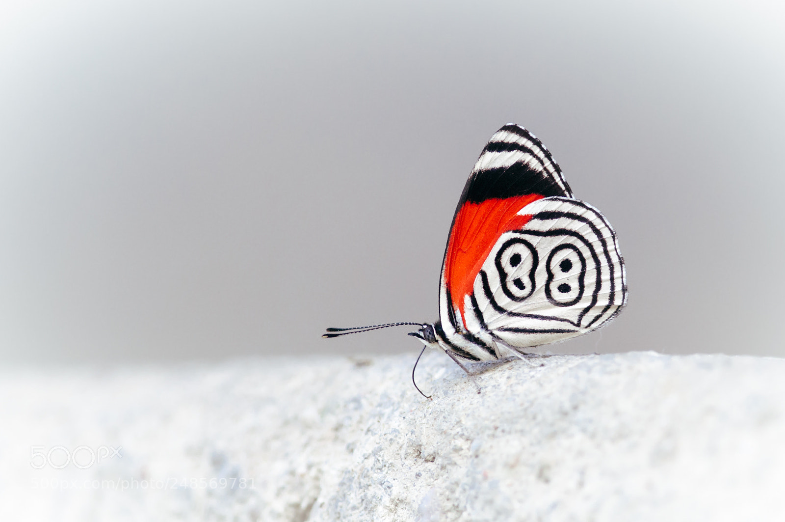 Nikon D5000 sample photo. Butterfly 88 photography