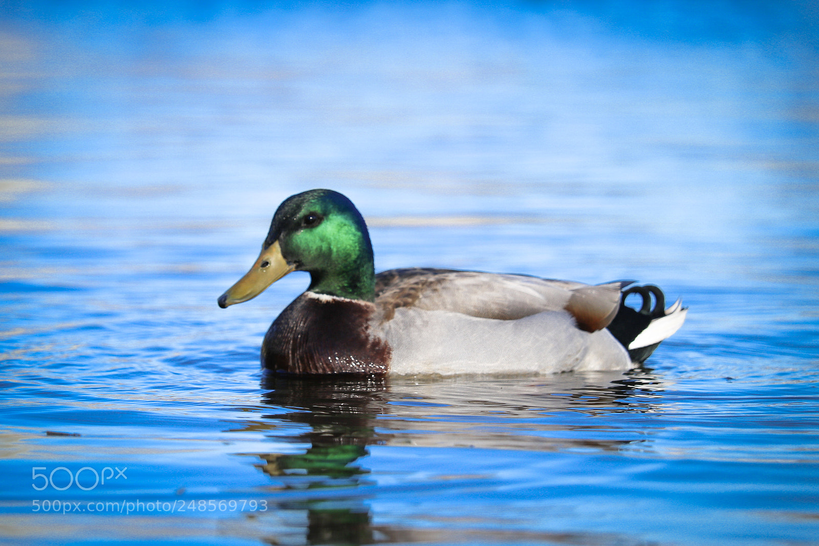Canon EOS 80D sample photo. Bird jejjeje photography