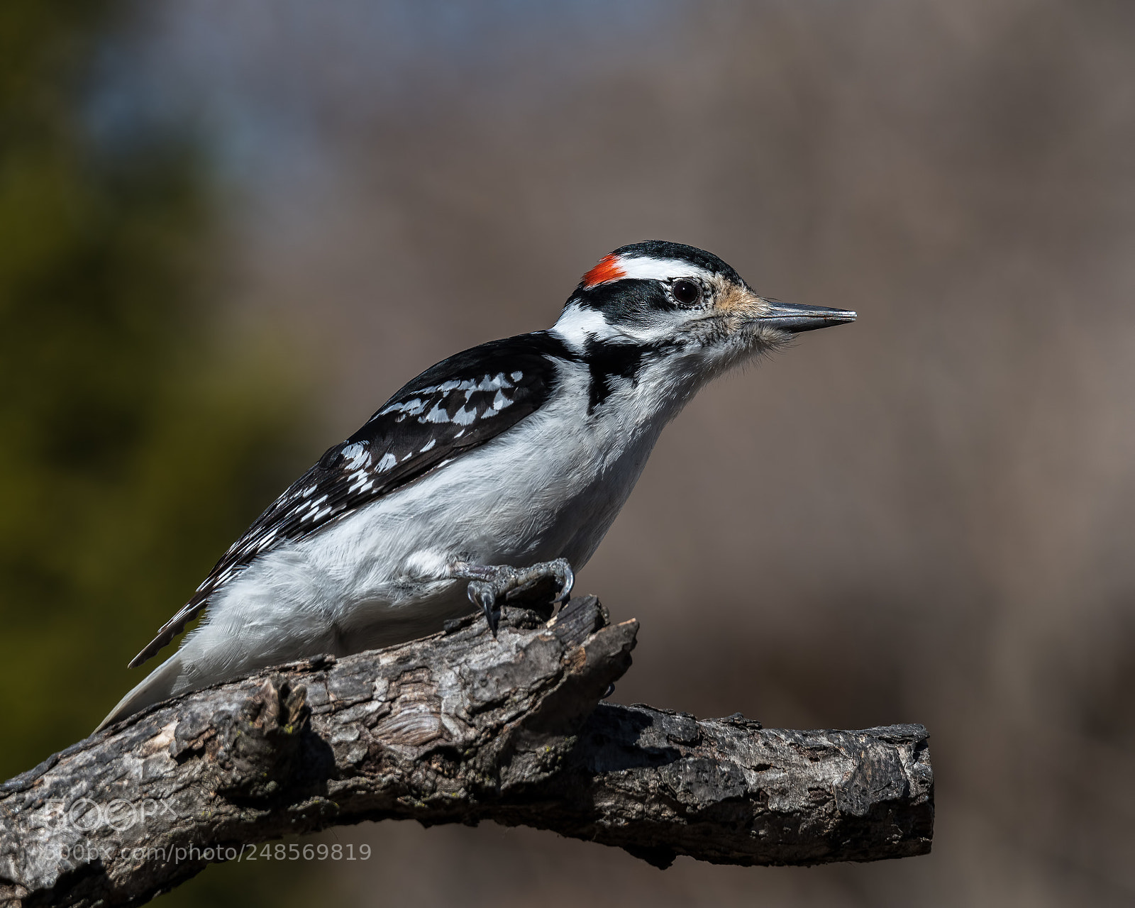 Nikon D850 sample photo. Hairy woodpecker photography