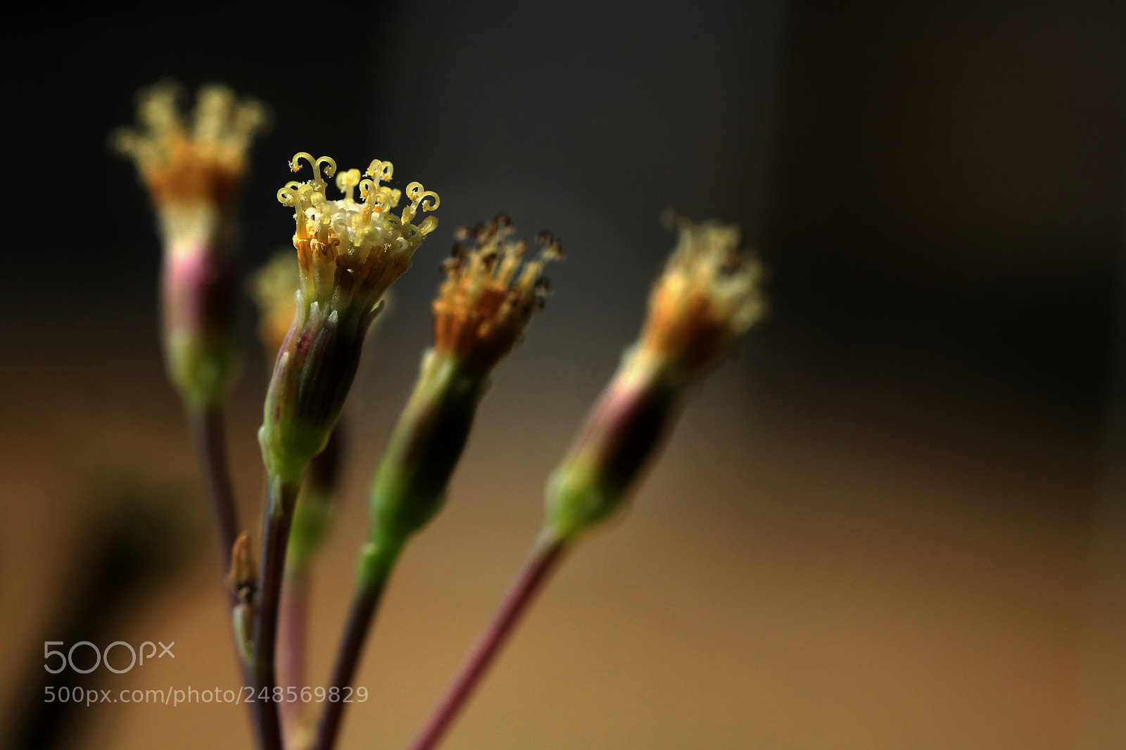 Canon EOS 760D (EOS Rebel T6s / EOS 8000D) sample photo. Tiny dancers photography