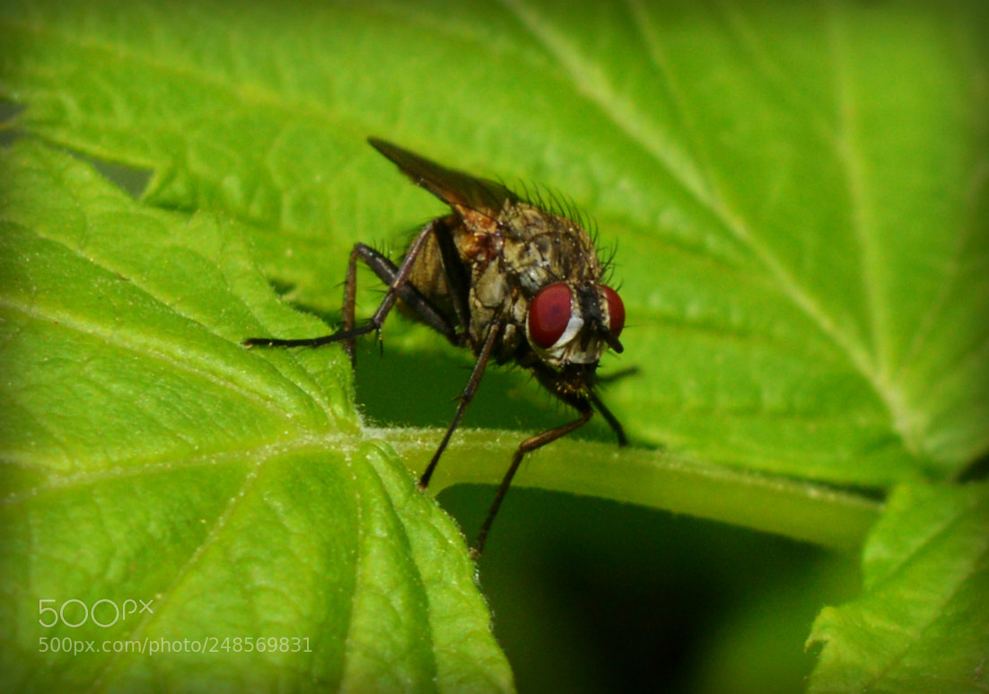 Nikon D3200 sample photo. Poised photography