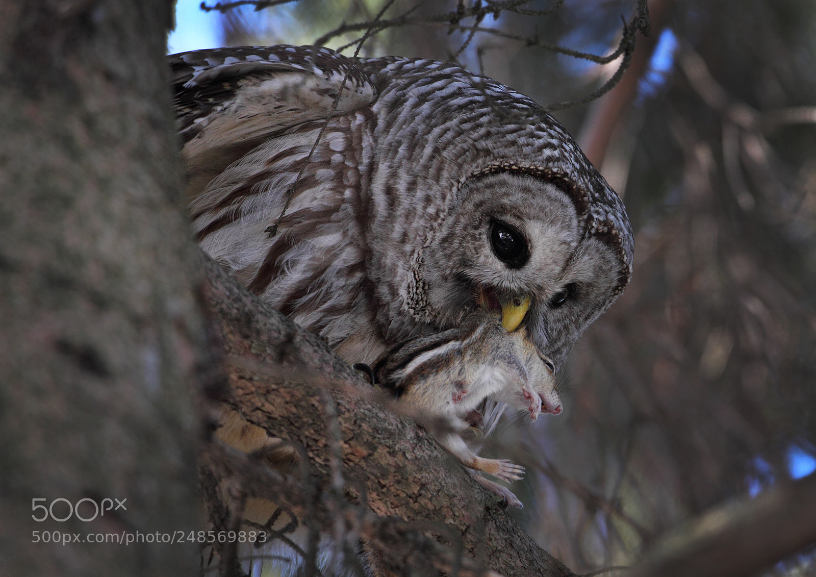 Canon EOS 7D sample photo. Predator and prey photography