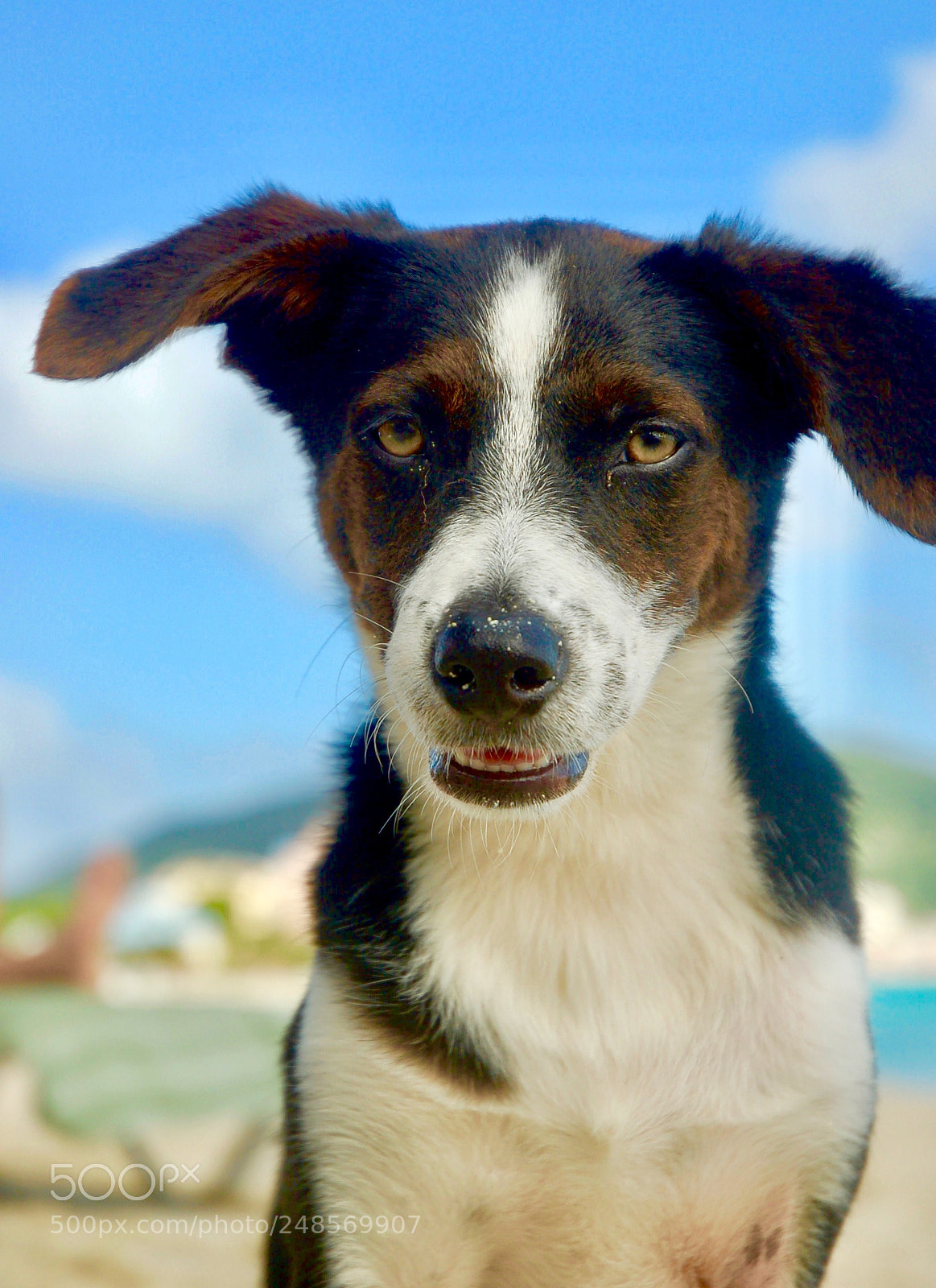 Nikon D50 sample photo. Man’s best friend photography