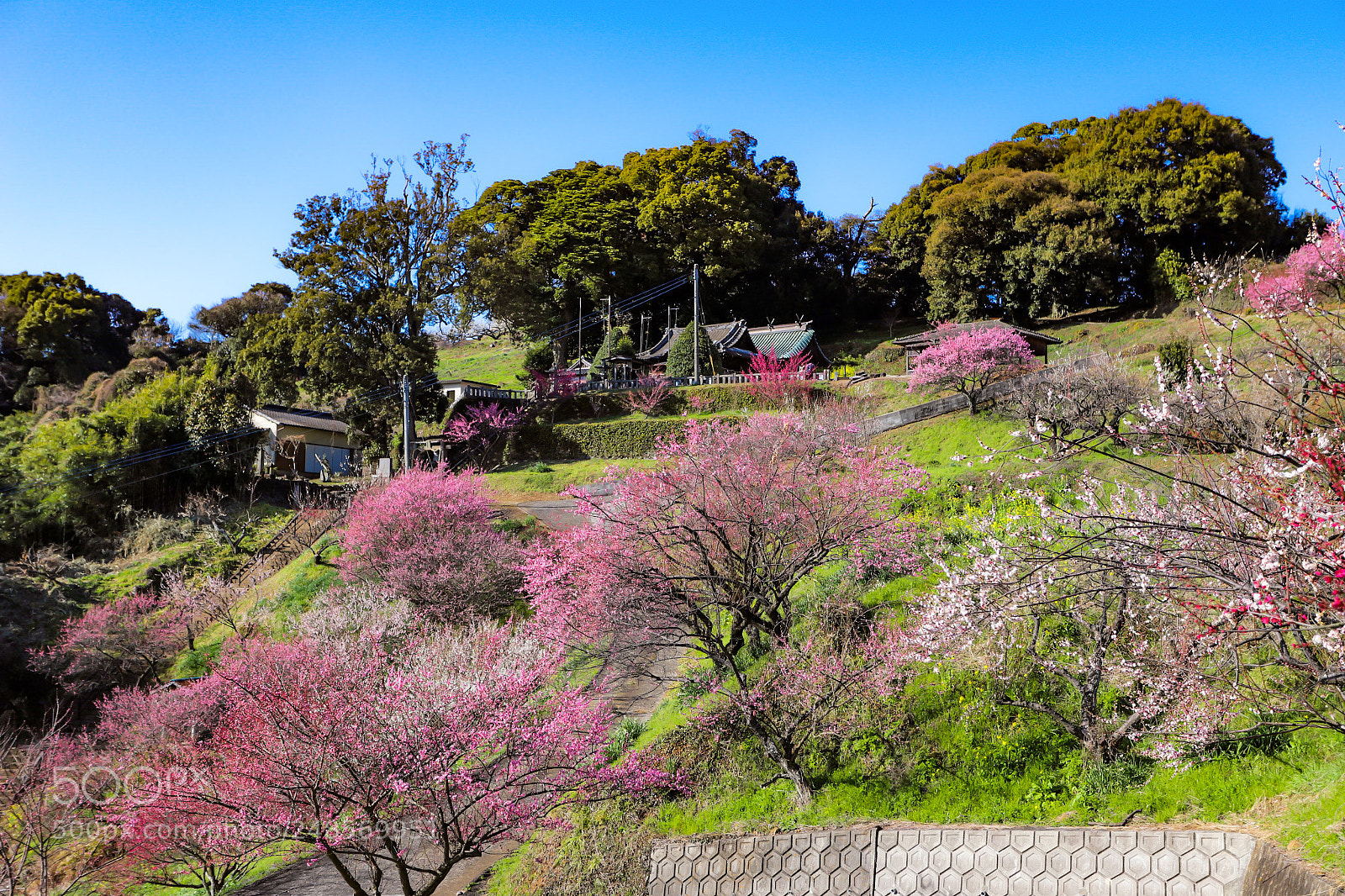 Canon EOS 6D Mark II sample photo. The flavor of plum photography
