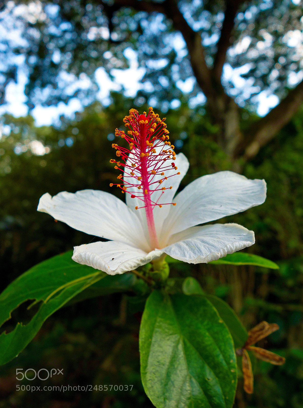 Sony Cyber-shot DSC-RX100 sample photo. Single white hibiscus photography