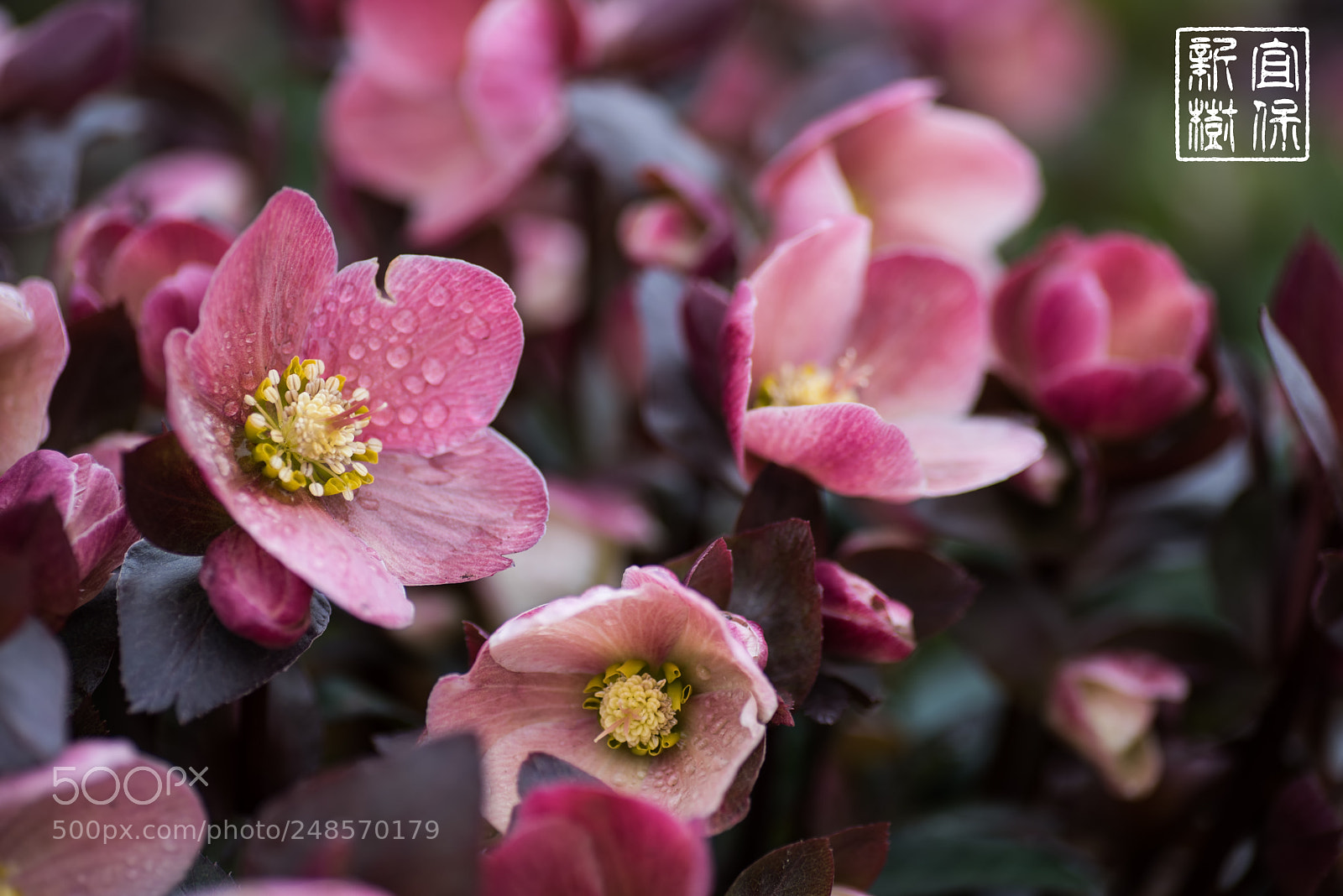 Nikon D810 sample photo. Hellebores photography