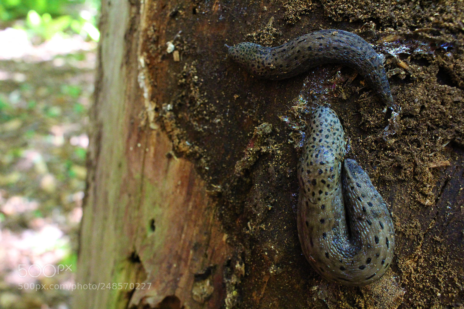 Canon EOS 700D (EOS Rebel T5i / EOS Kiss X7i) sample photo. Leopard slugs photography
