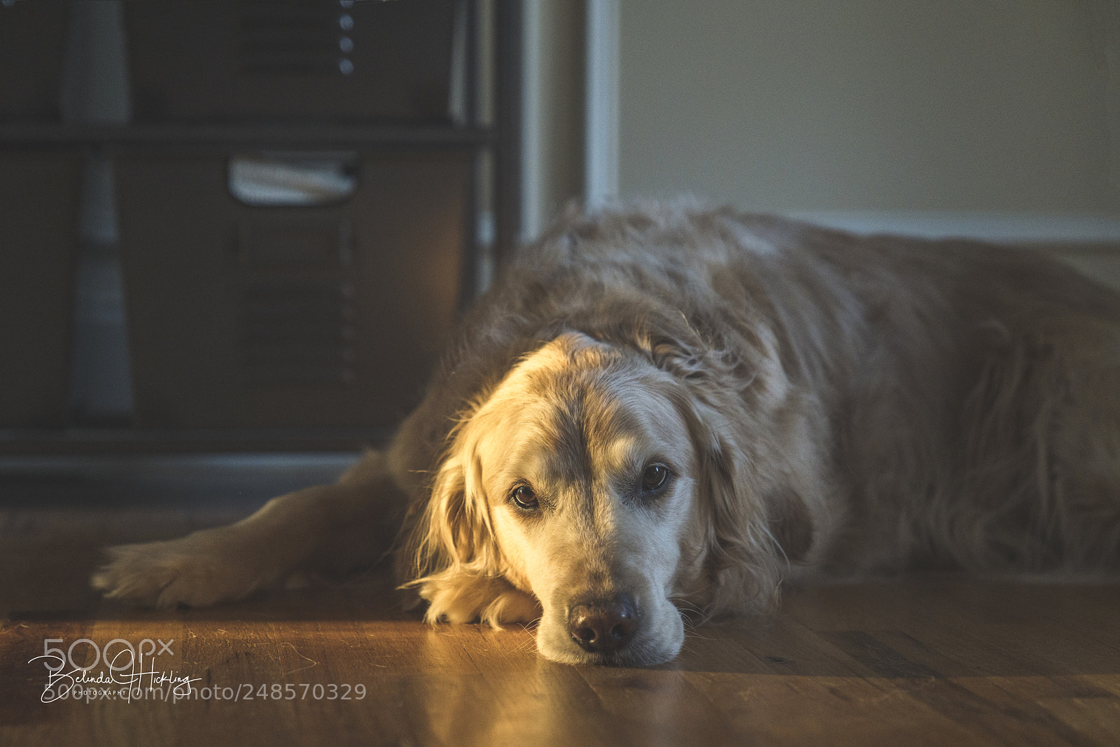 Sony a7R III sample photo. Golden hour photography