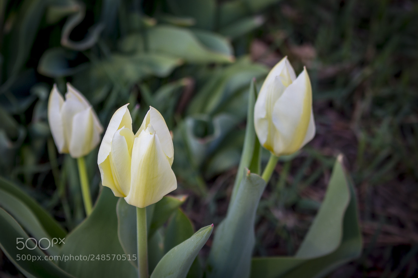 Canon EOS 100D (EOS Rebel SL1 / EOS Kiss X7) sample photo. White and yellow tulips photography