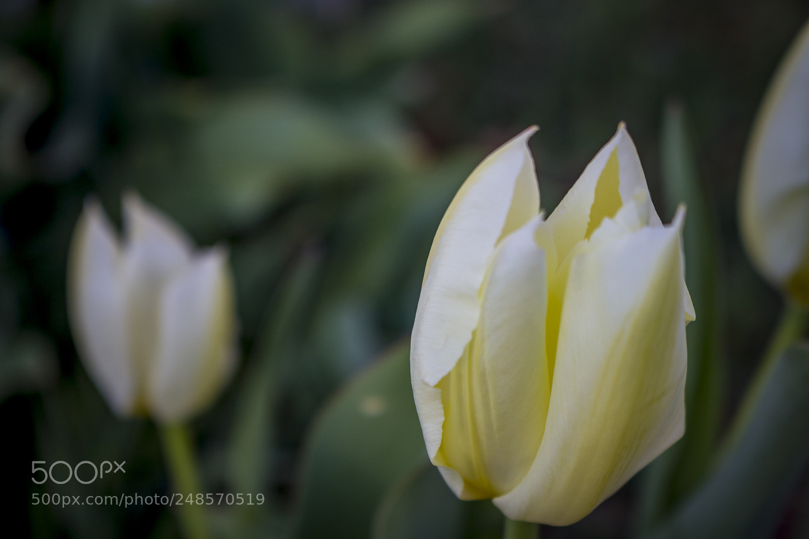 Canon EOS 100D (EOS Rebel SL1 / EOS Kiss X7) sample photo. White and yellow tulips photography