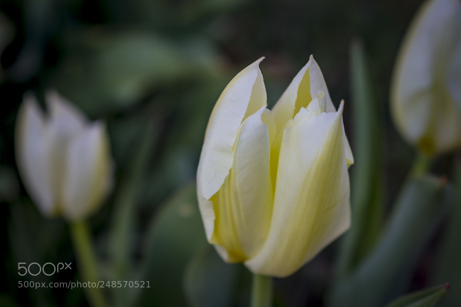 Canon EOS 100D (EOS Rebel SL1 / EOS Kiss X7) sample photo. White and yellow tulips photography
