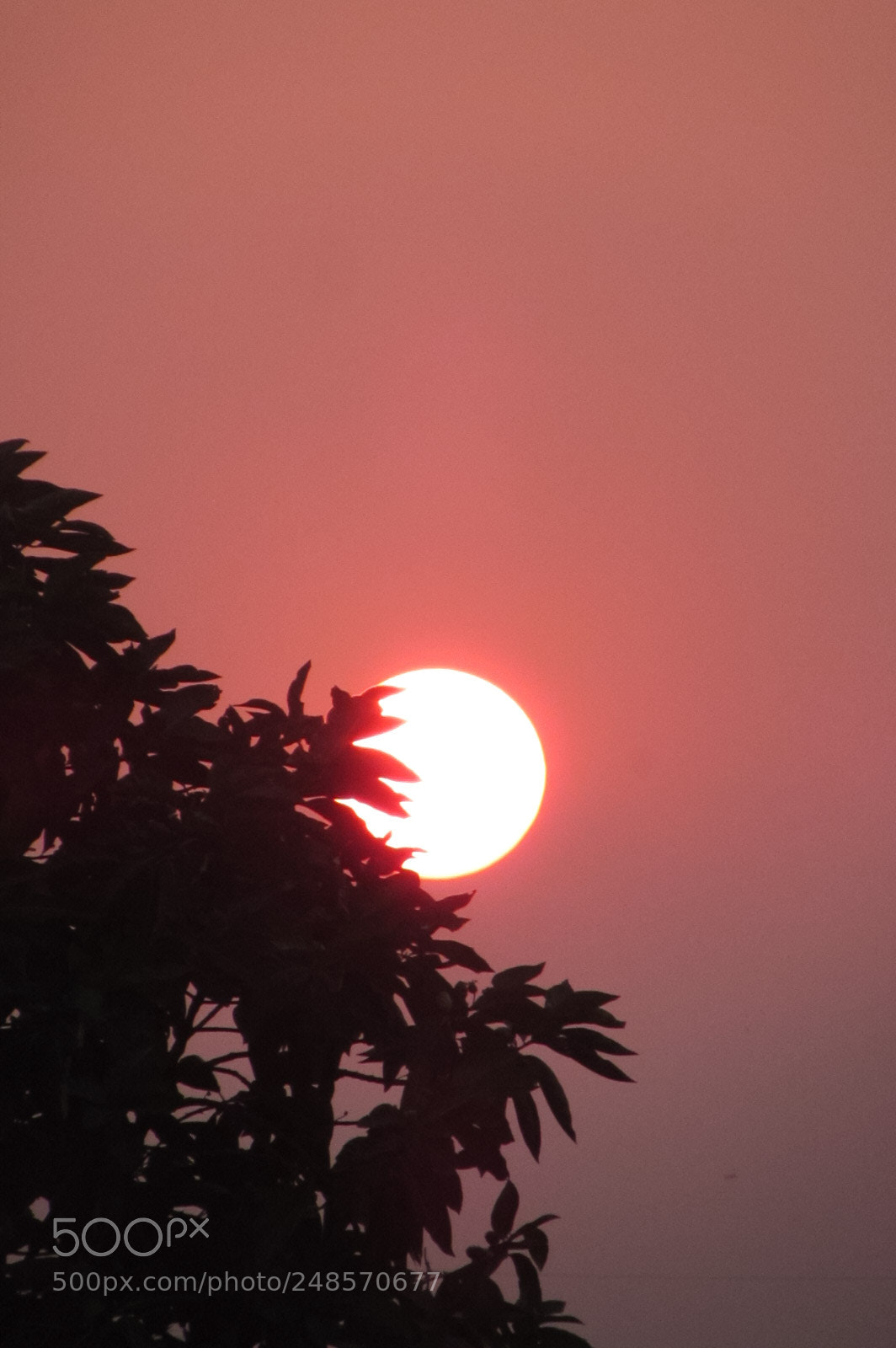 Canon PowerShot SX510 HS sample photo. Sunset in kochi photography