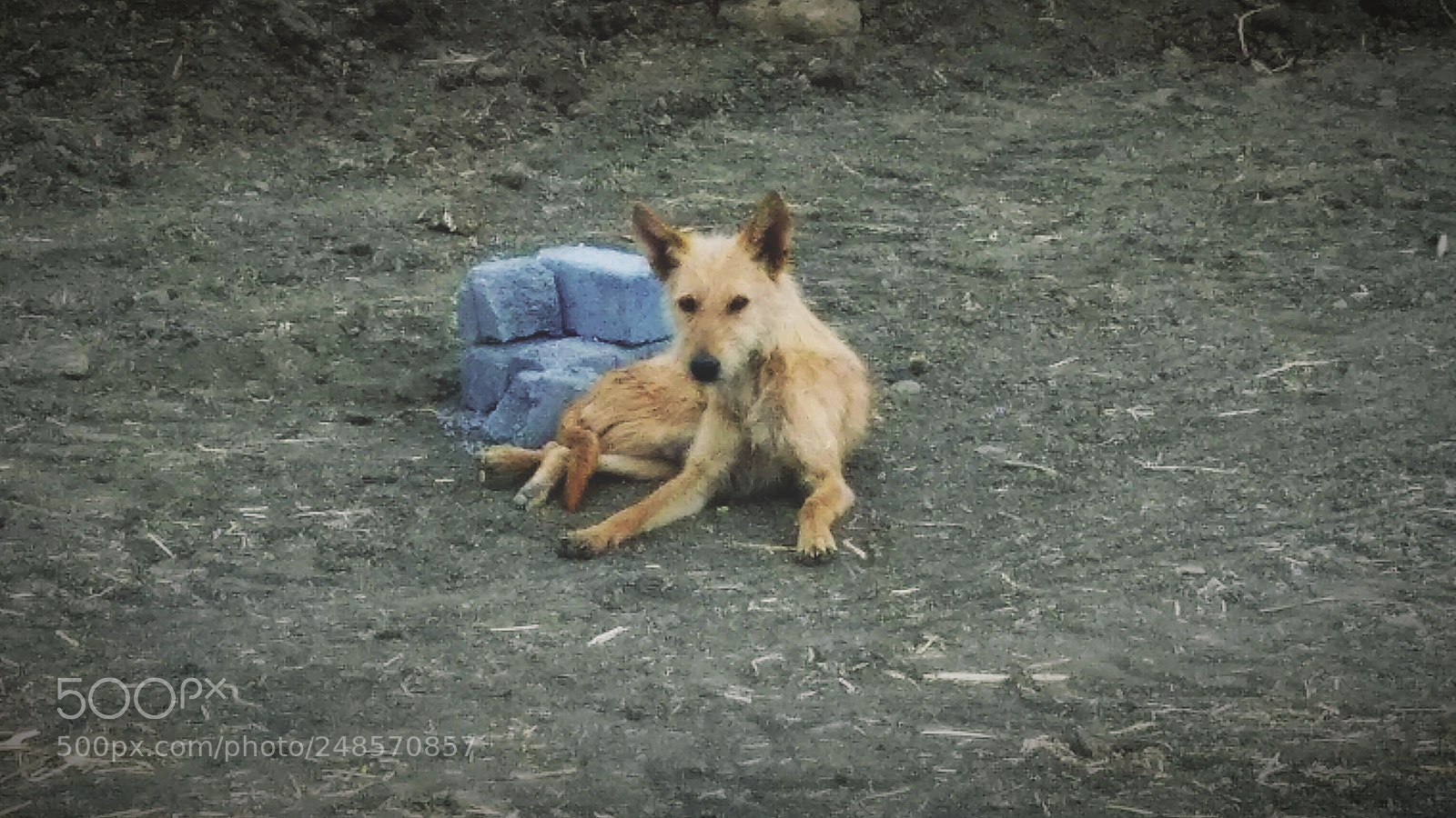 Xiaomi Redmi Note 4 sample photo. The paralysed dog photography