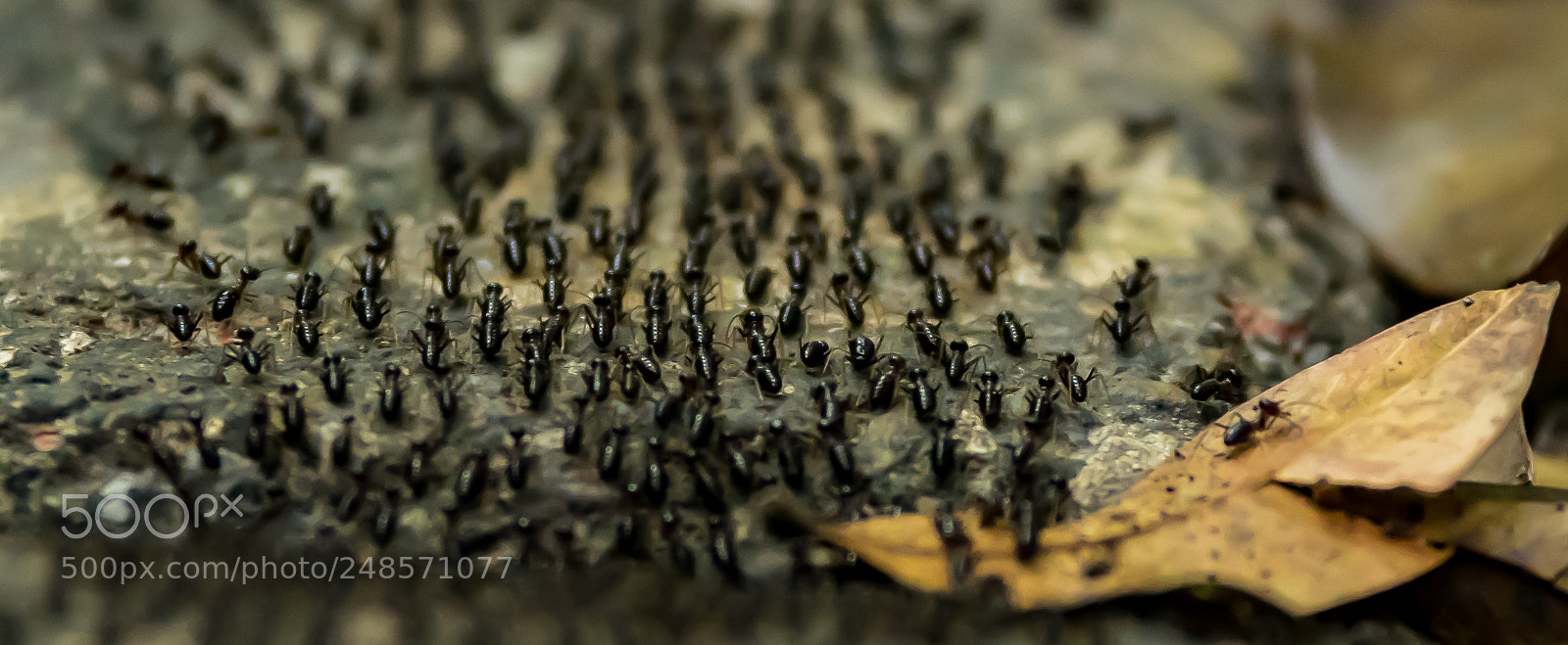 Nikon D5300 sample photo. Termites photography