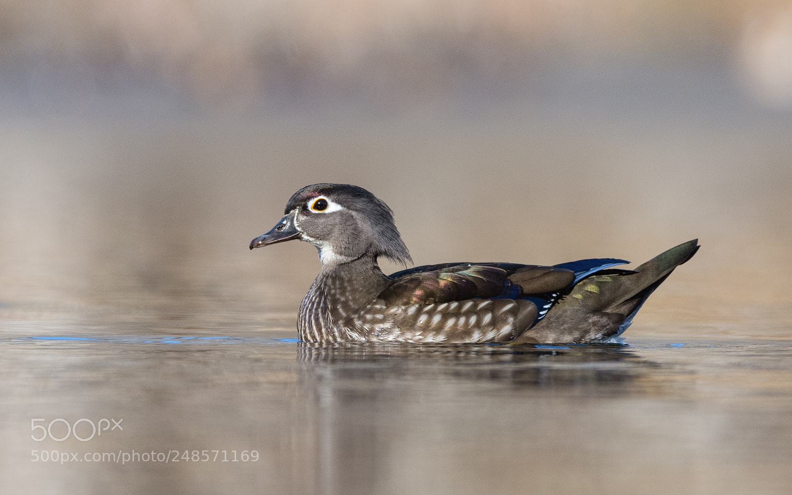 Nikon D7200 sample photo. Wood duck photography