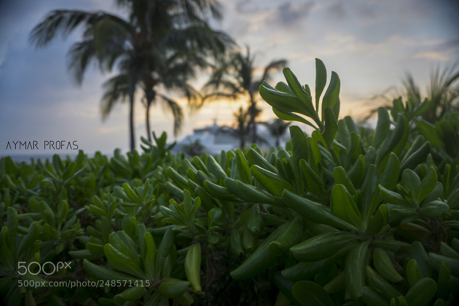 Sony a6000 sample photo. Nature by sunset photography