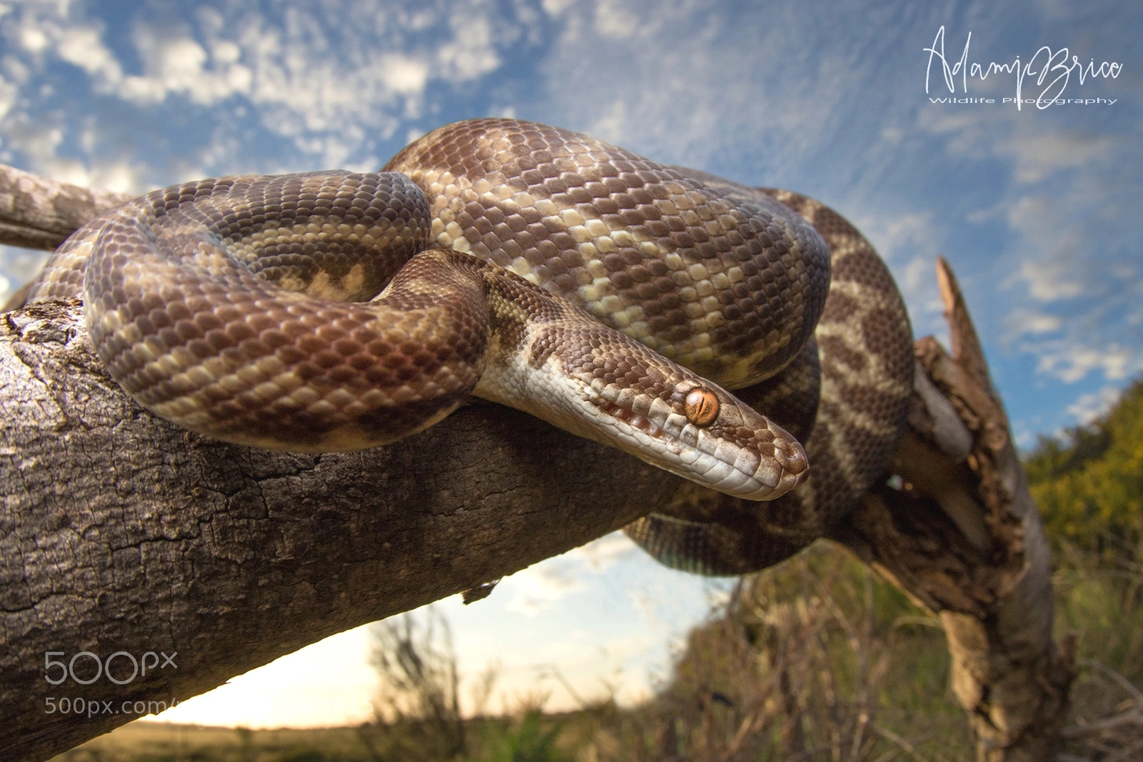 Canon EOS 7D Mark II sample photo. Stimson's python photography