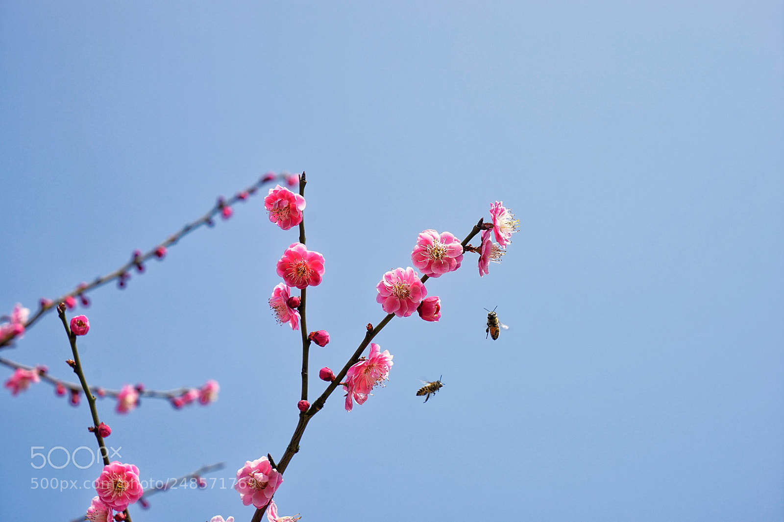 Sony a7 sample photo. Spring photography