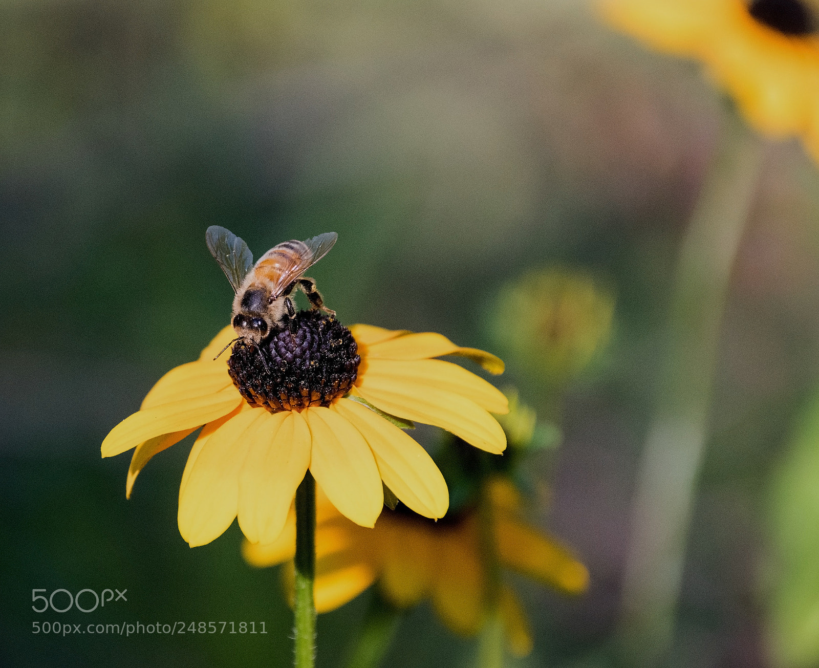 Nikon D5300 sample photo. Honeybee on rudbeckia photography
