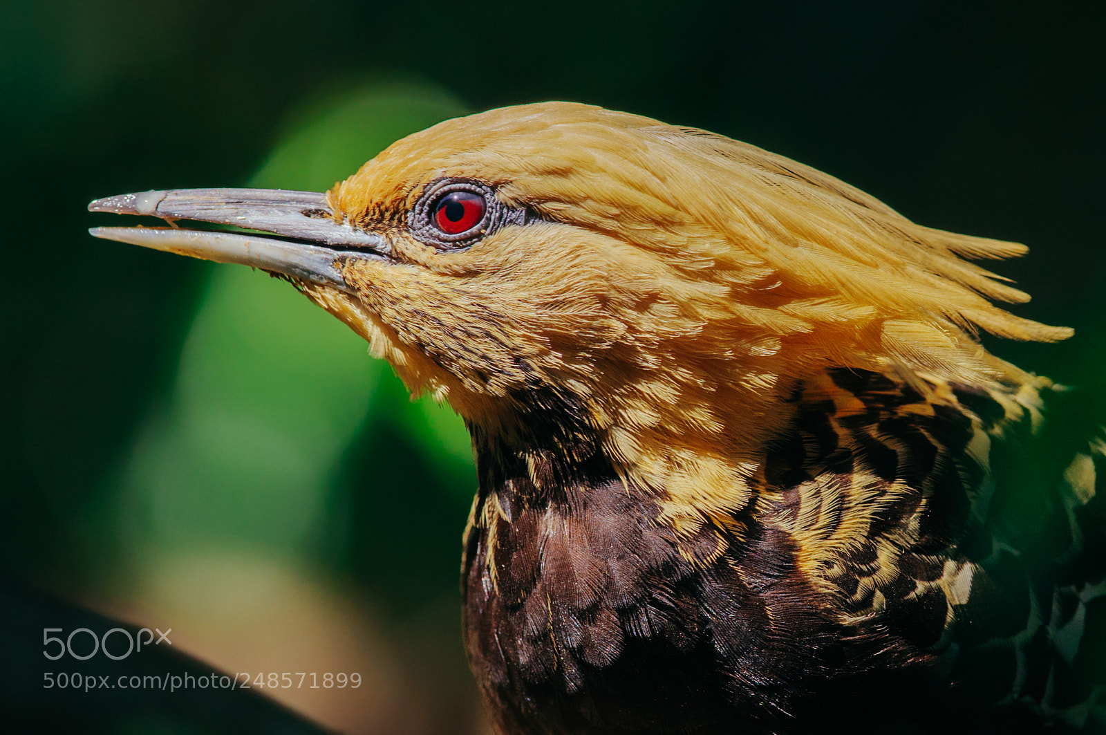 Nikon D5000 sample photo. Blond-crested woodpecker photography