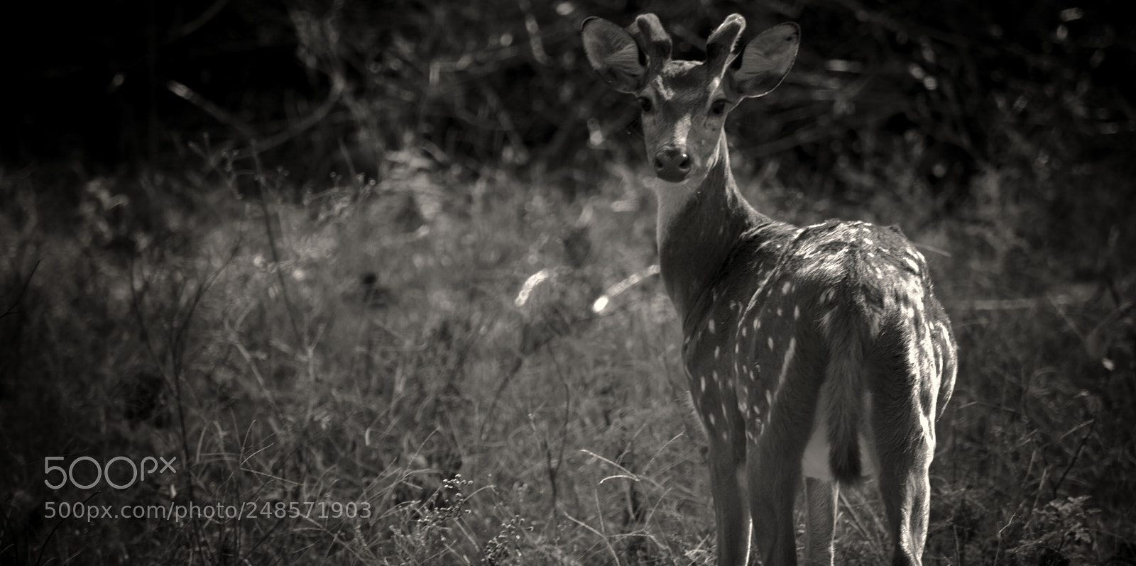 Nikon D3200 sample photo. Deer photography