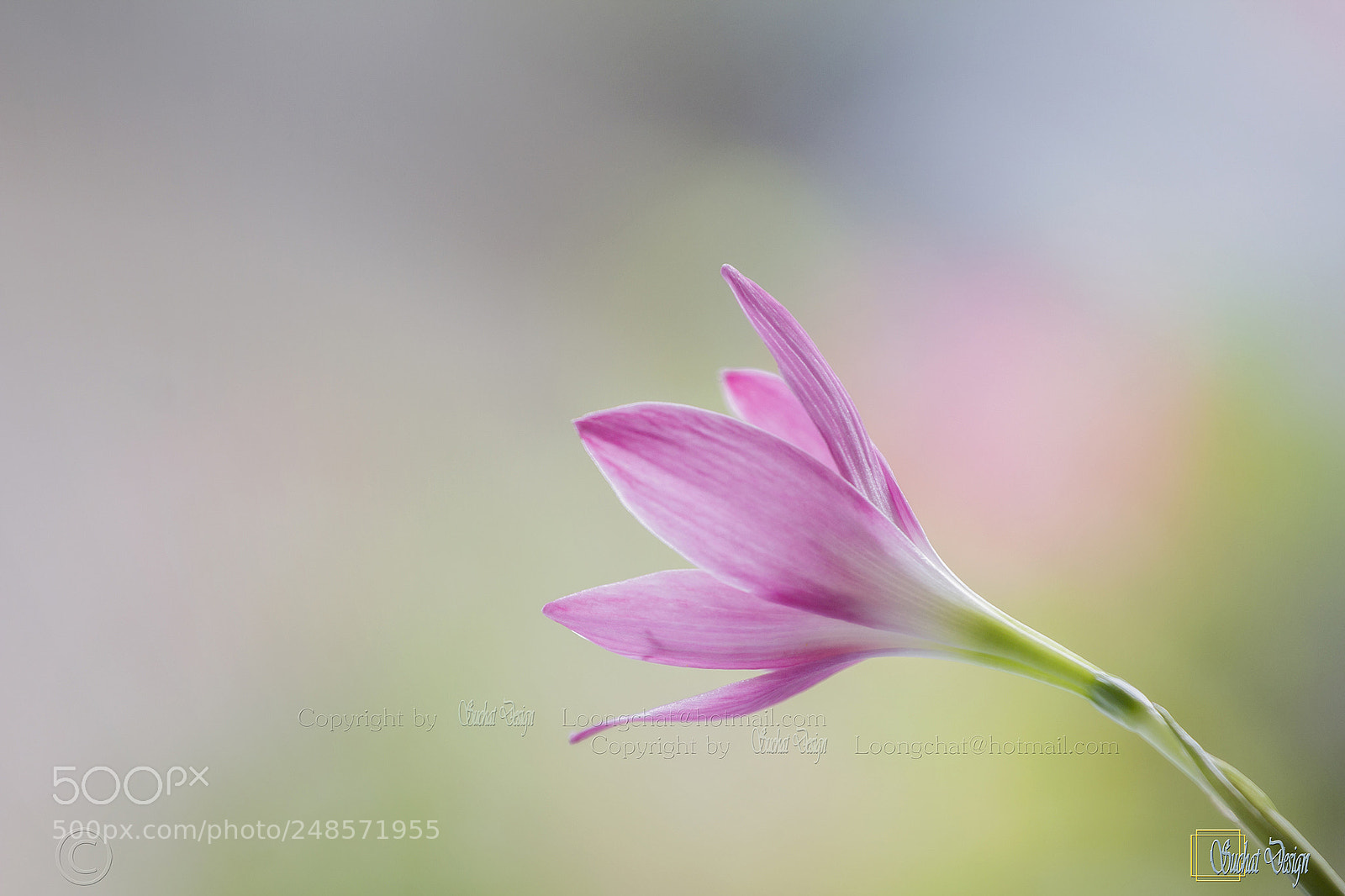 Canon EOS 60D sample photo. Rain lily photography