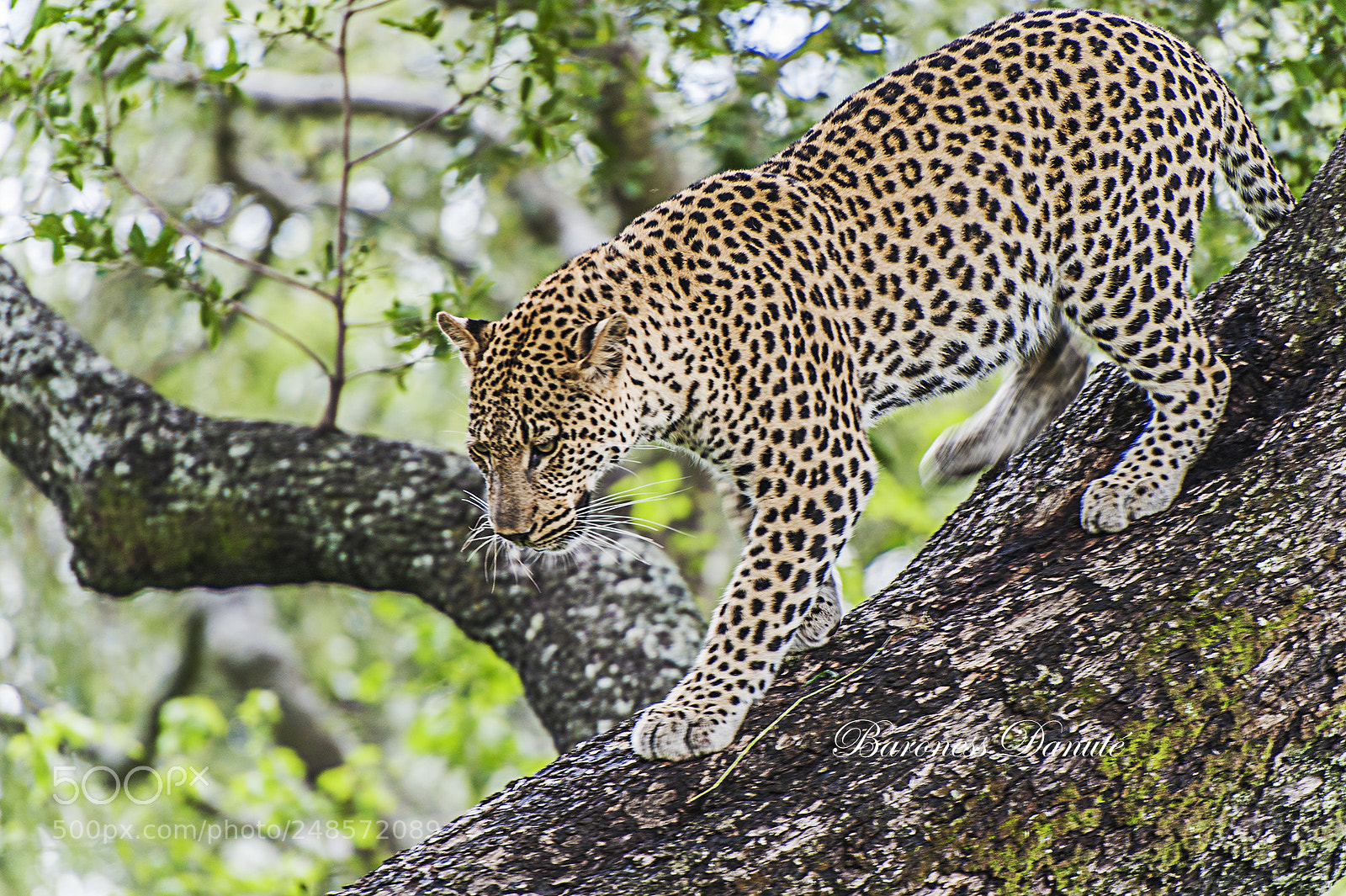 Nikon D3 sample photo. Leopard coming down photography
