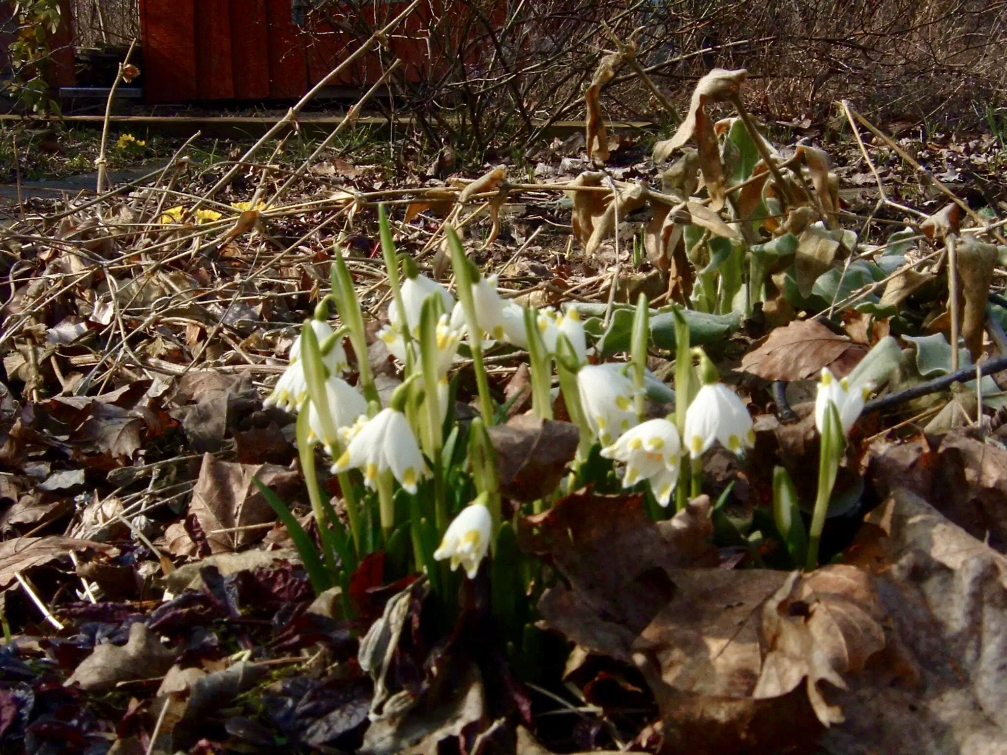 Fujifilm FinePix A303 sample photo. Snowdrops photography